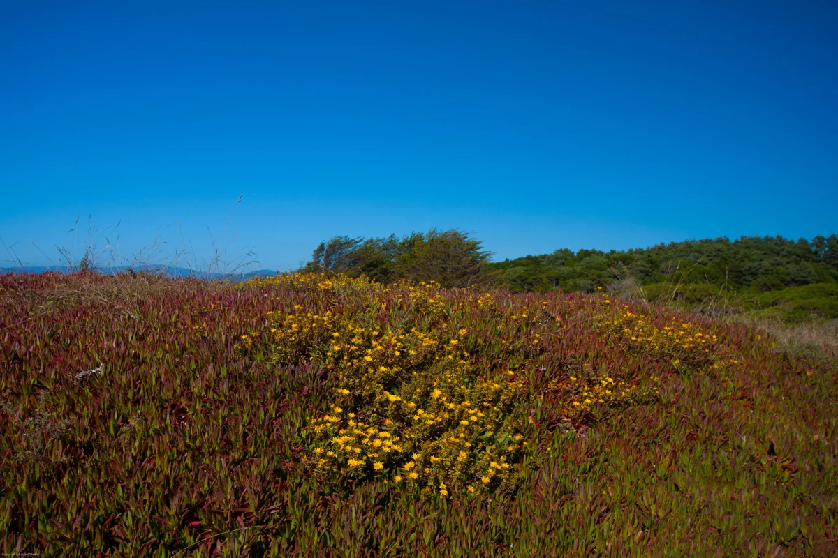 whidbey-5.jpg