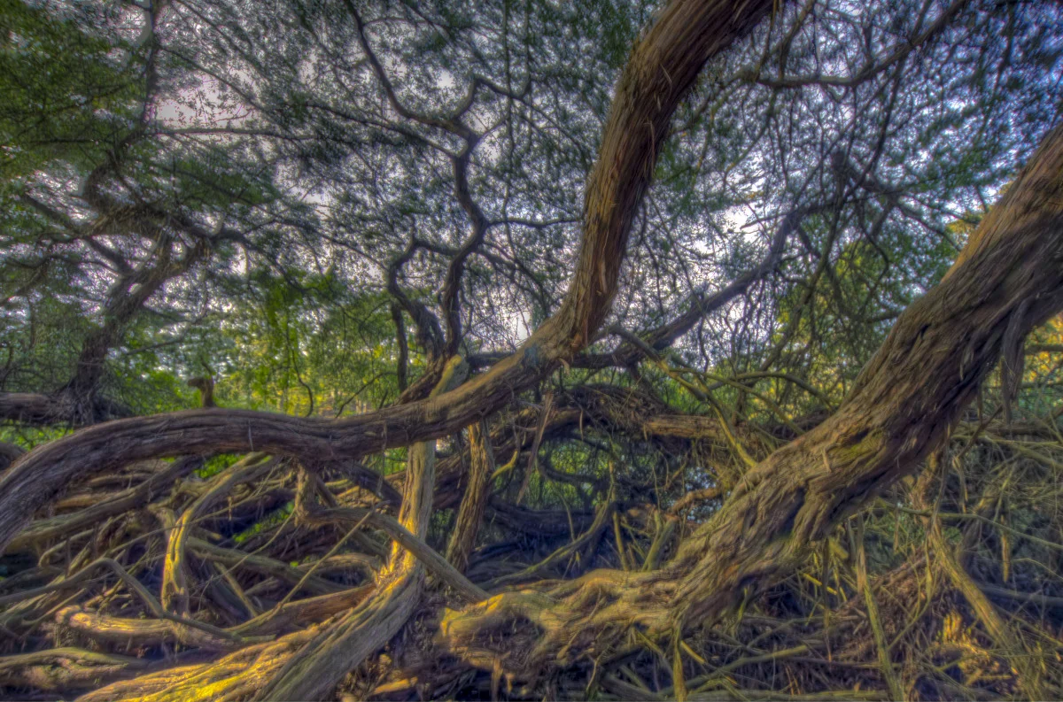 ggptreetangle.jpg