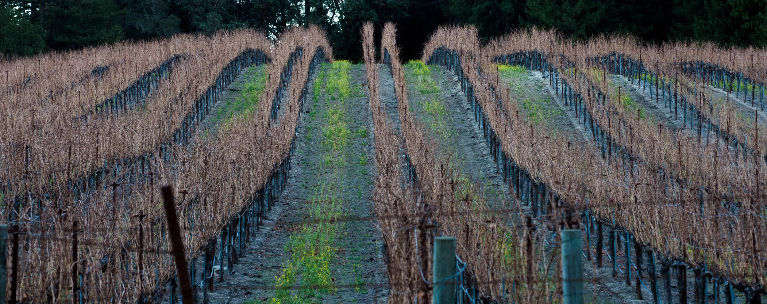 Day5 - Vineyard.jpg