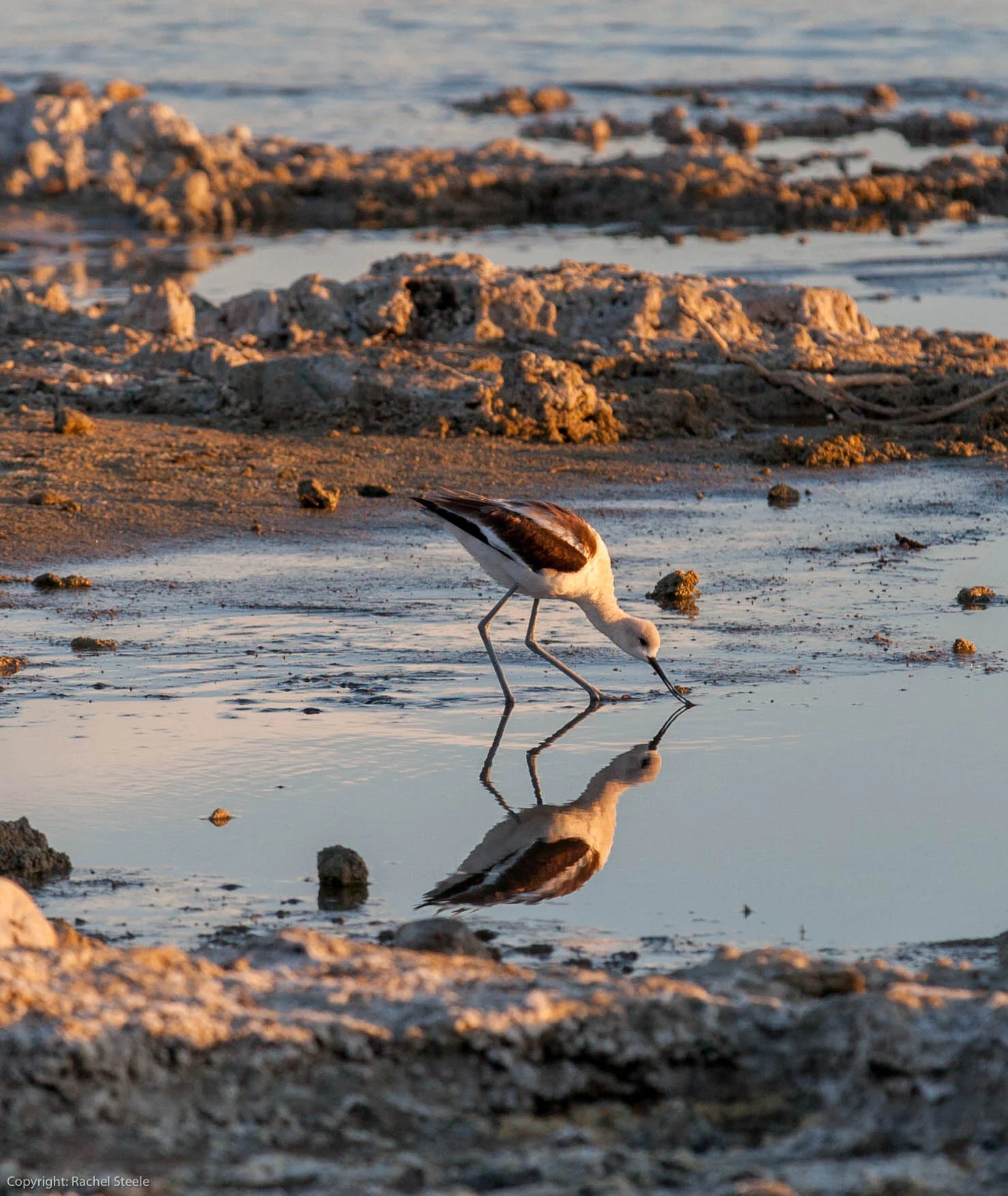 Unconcerned Bird