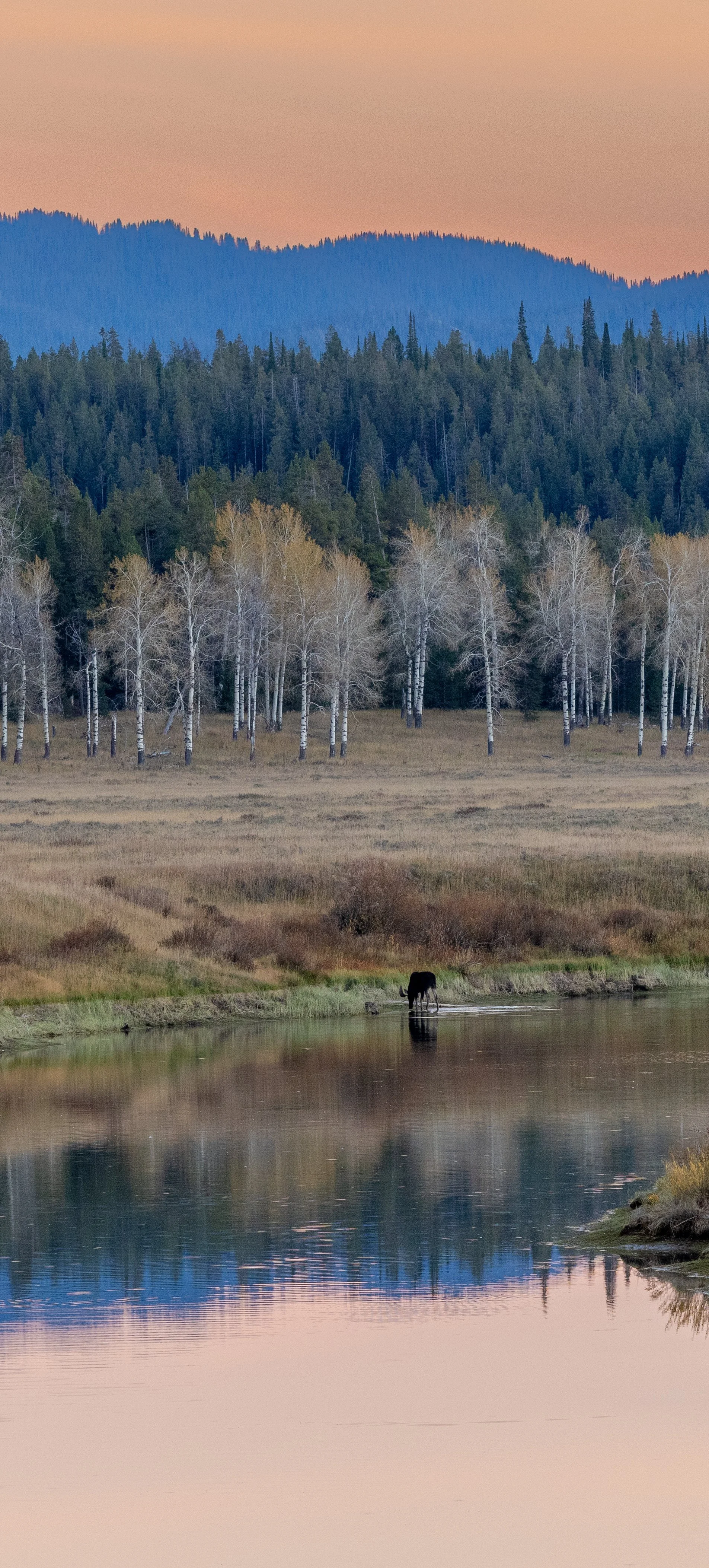 Teton Elk