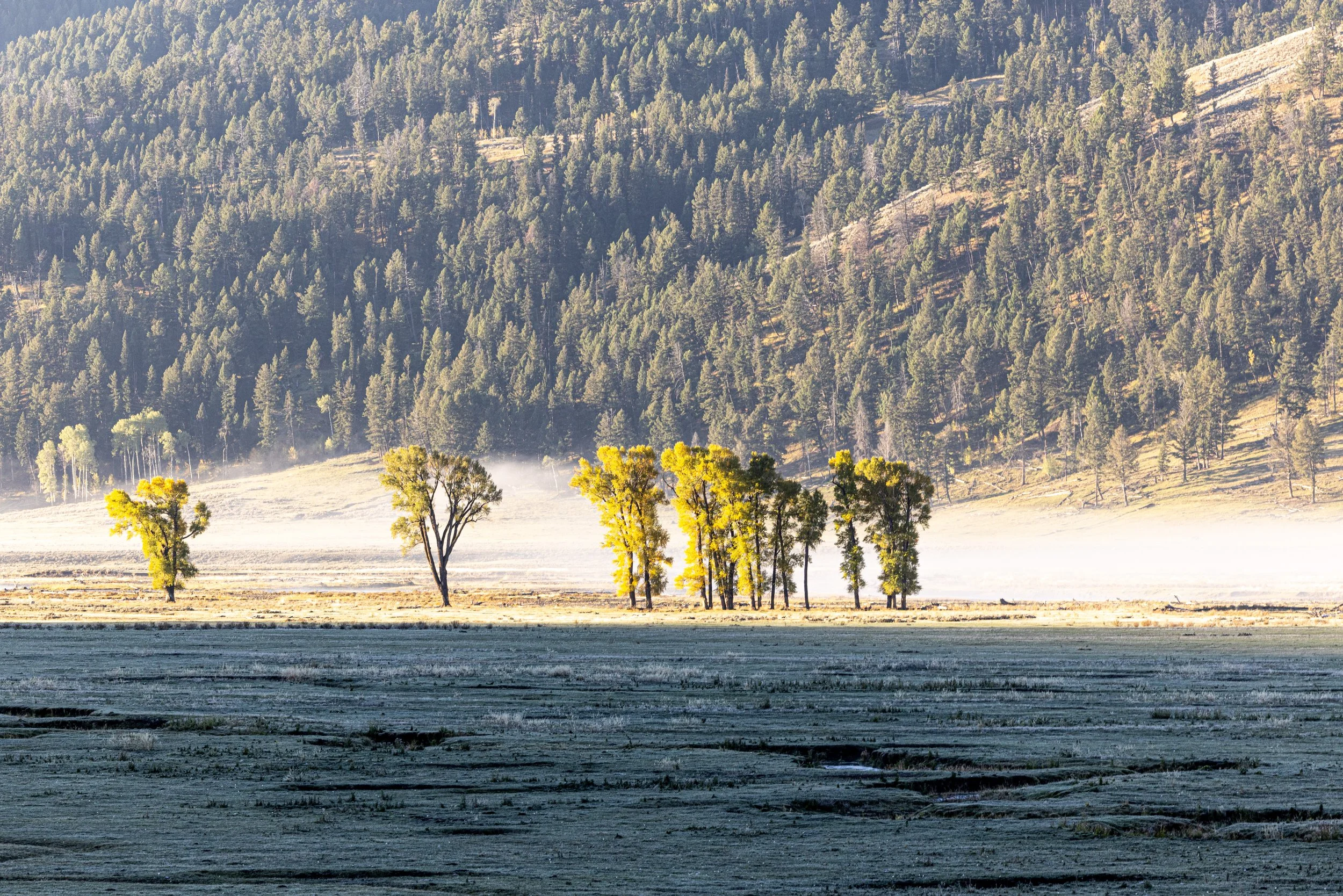 Yellowstone Field