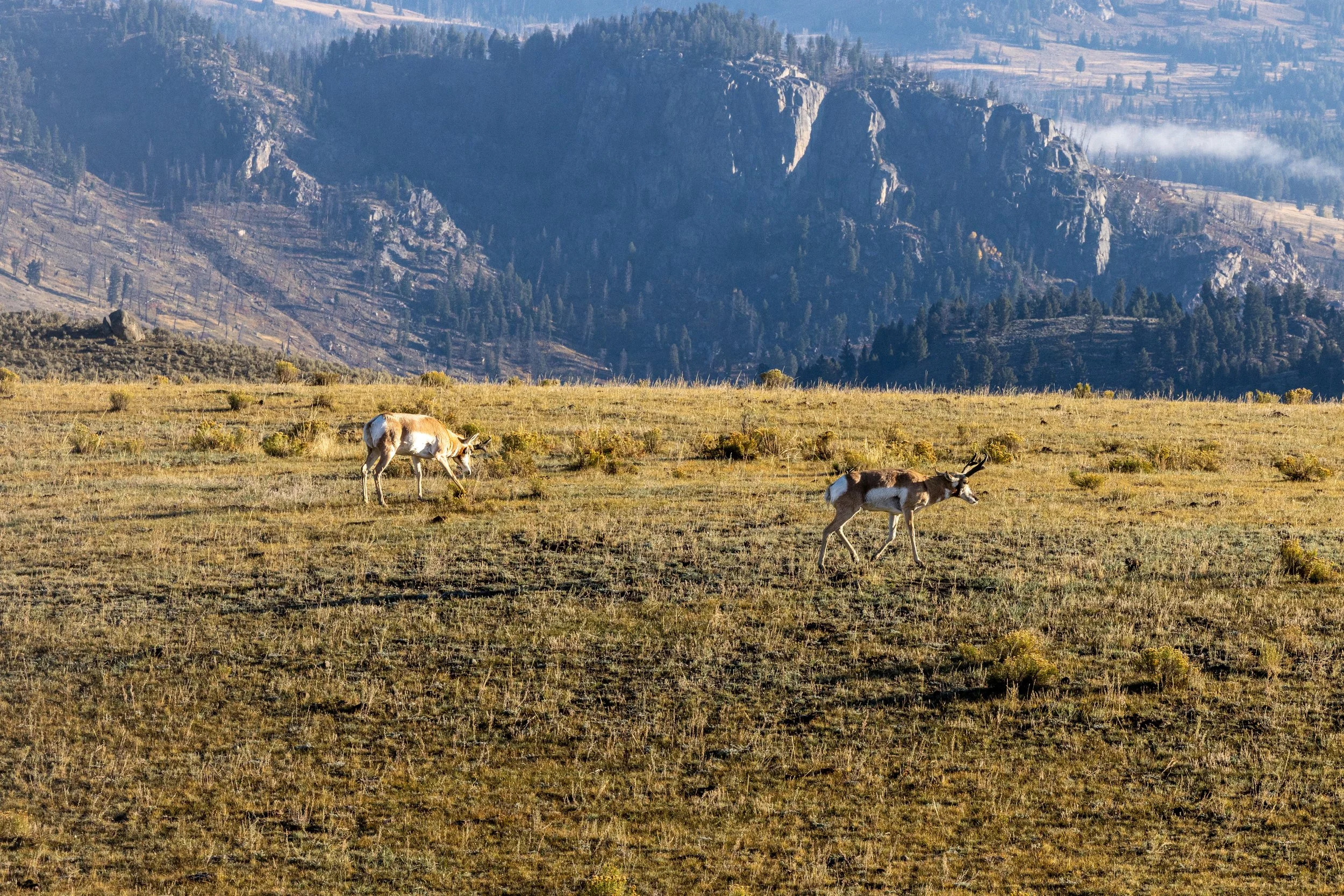 Yellowstone Pronghorn