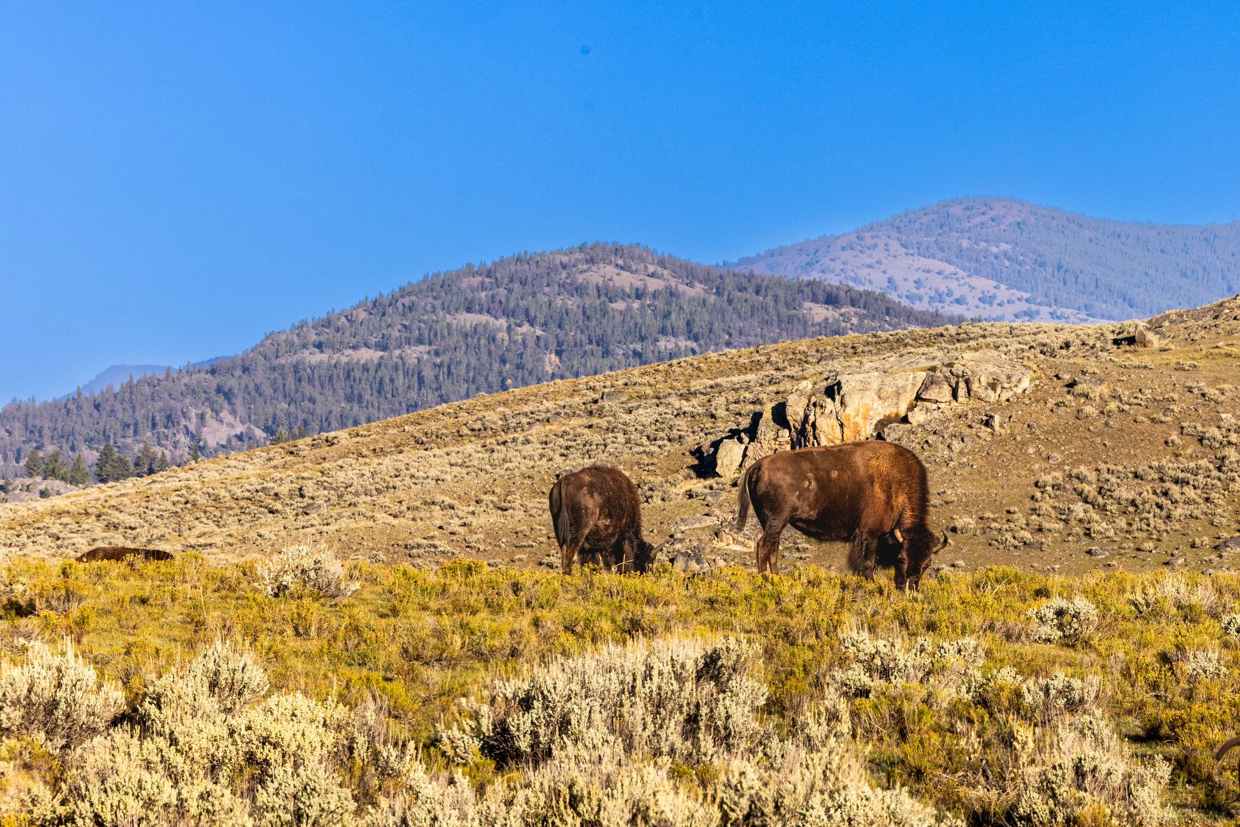 Yellowstone Bison