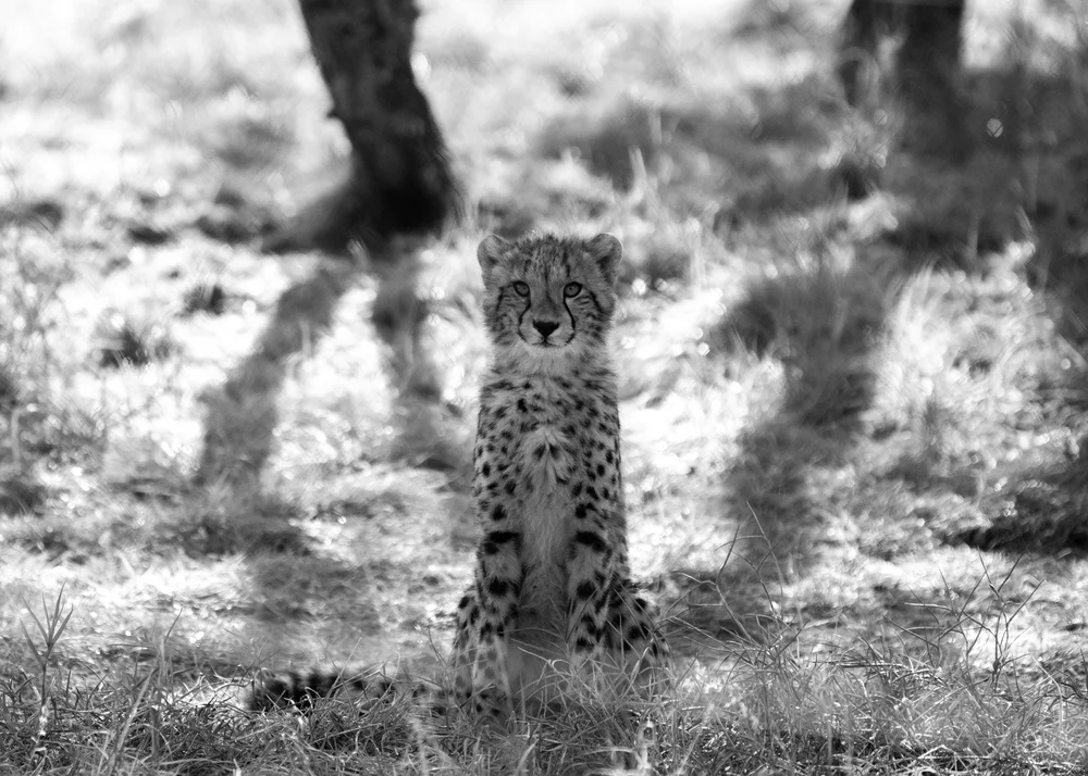 Shambala 2024  Nicole Bissey Photography 294.JPG