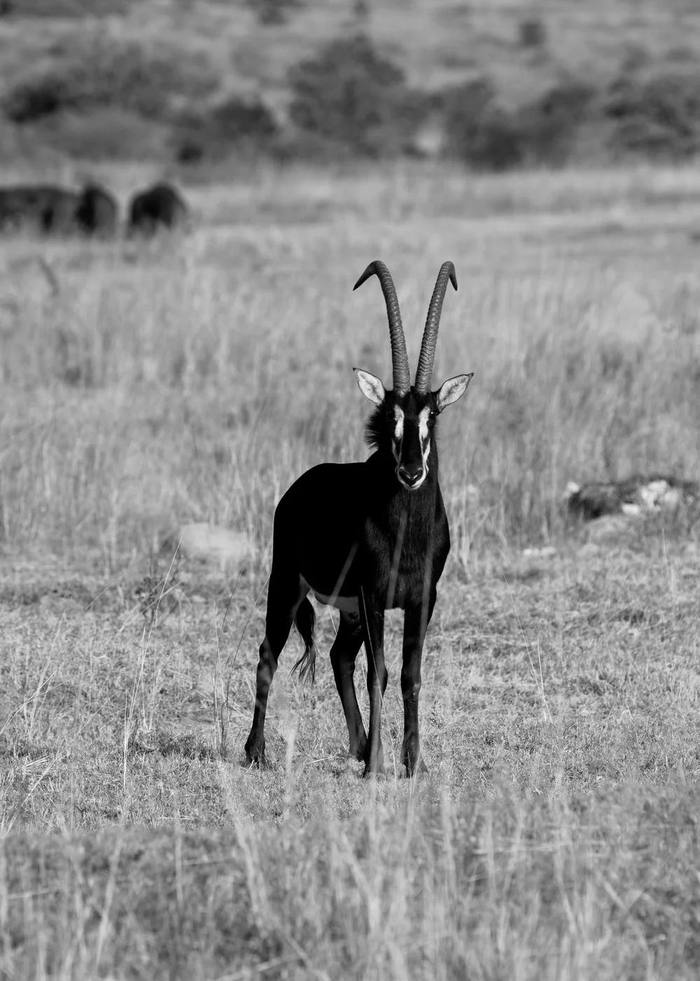 Shambala 2024  Nicole Bissey Photography 452.JPG