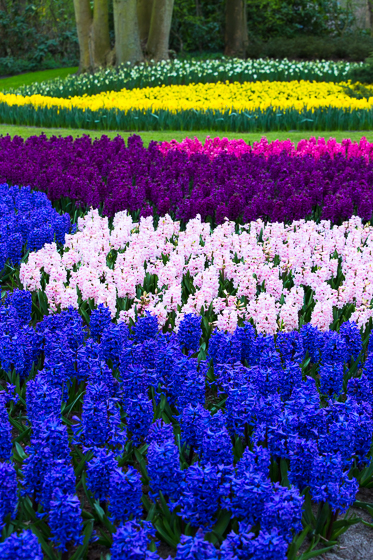 Holland Spring Blooms_Z5A5319_34.jpg