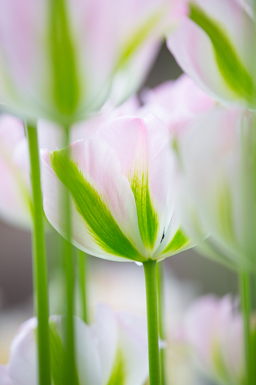 Holland Spring Blooms_Z5A5099_27.jpg