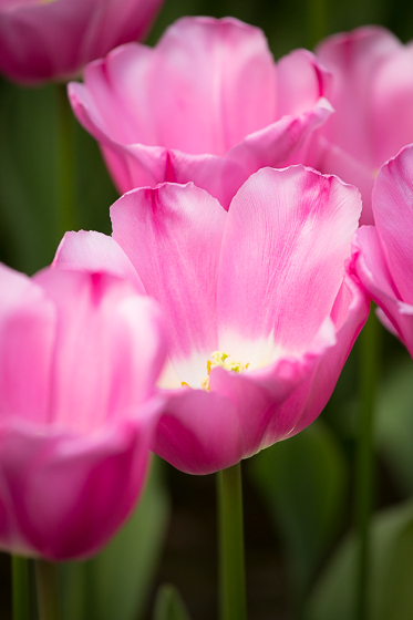 Holland Spring Blooms_Z5A4750_11.jpg