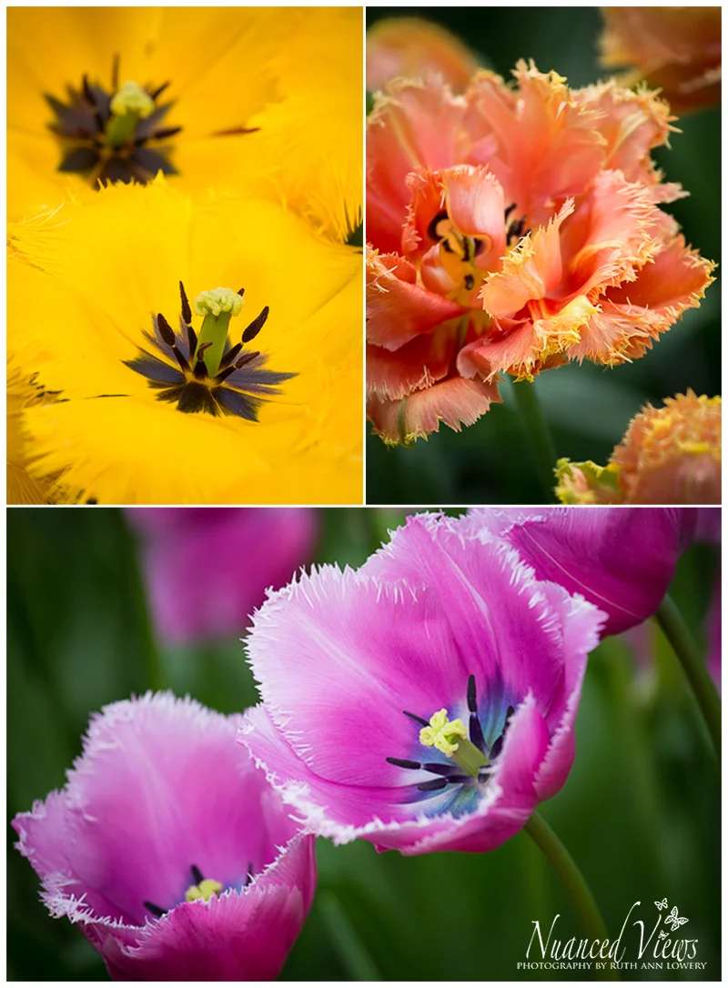 Blog-Collage-1393963394395.jpg