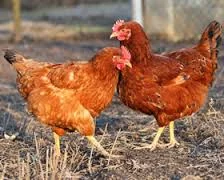 Namibia stands firm over poultry import restrictions