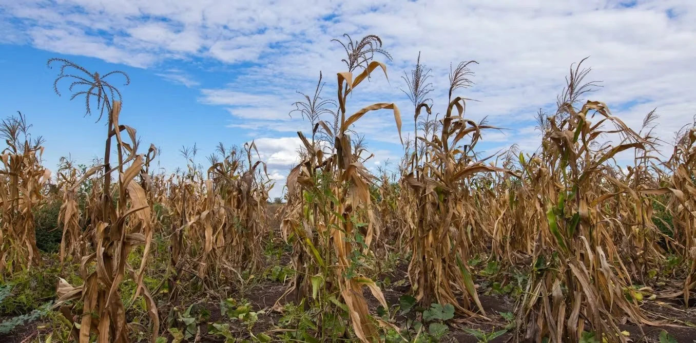Malawi and maize: prices have spiked on the back of bad weather and trade bans