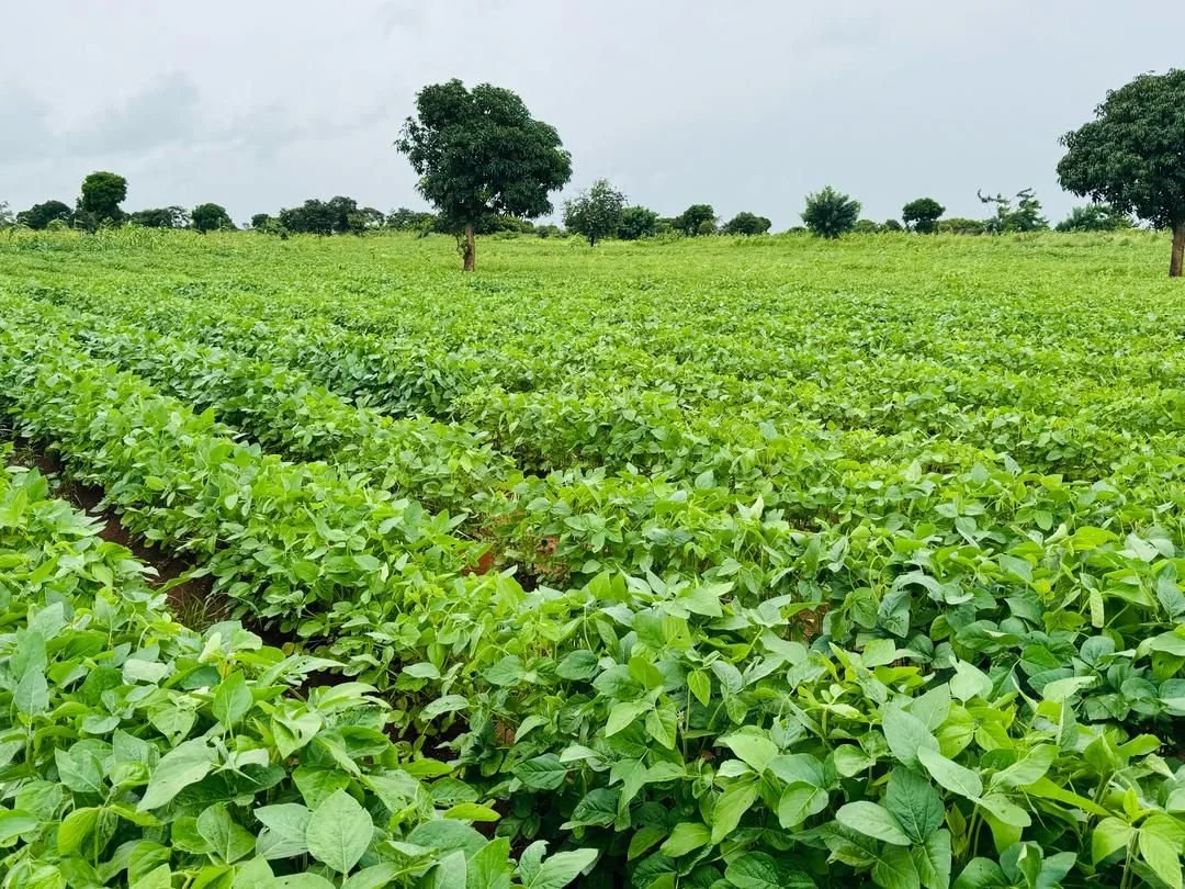 High food prices in east and southern Africa: four steps to boost production and make markets work better