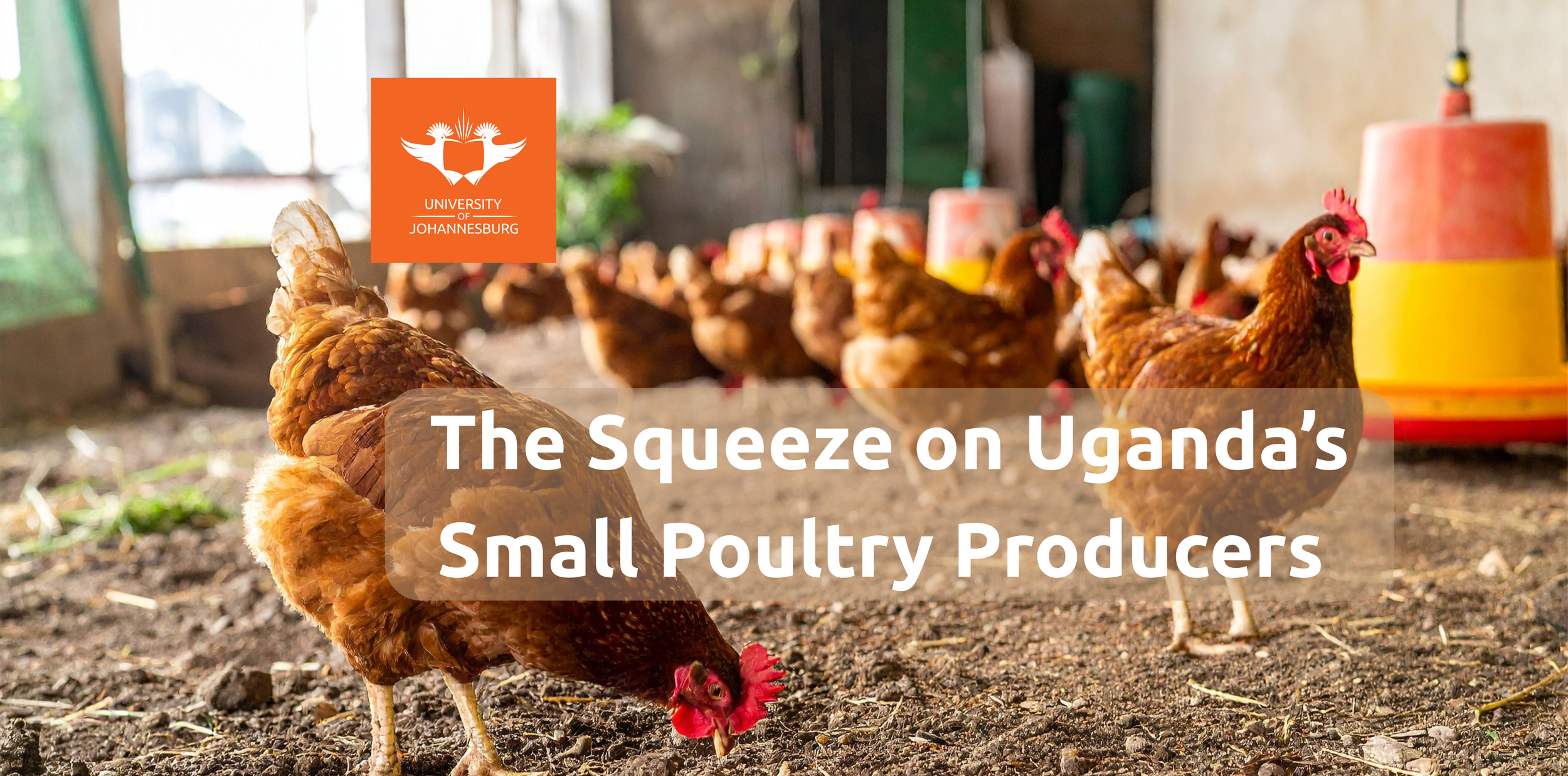 The squeeze on Uganda's Small Poultry Producers
