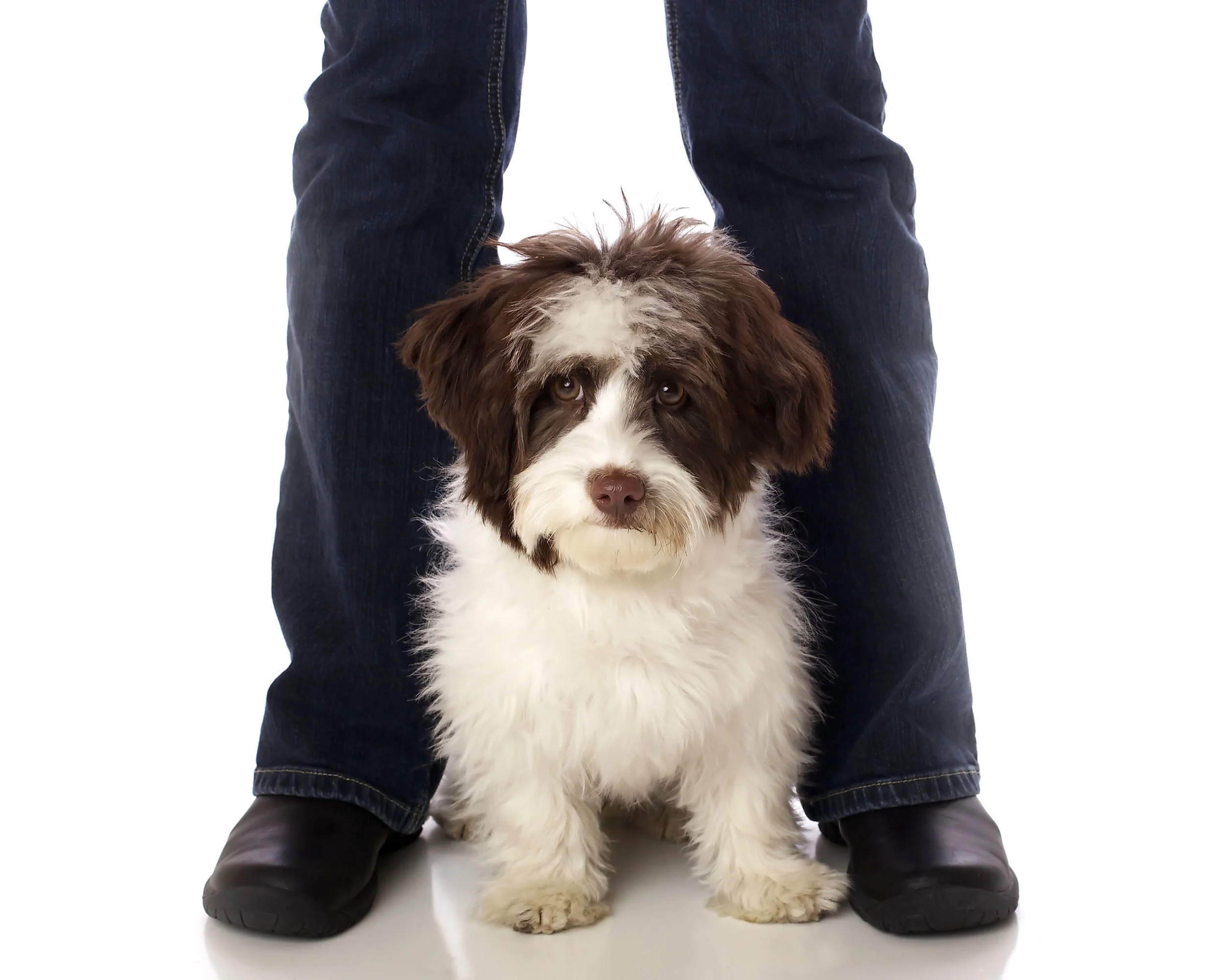 pet photography