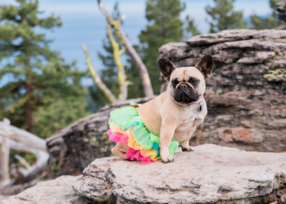 Dog Model & Ballerina: Janis