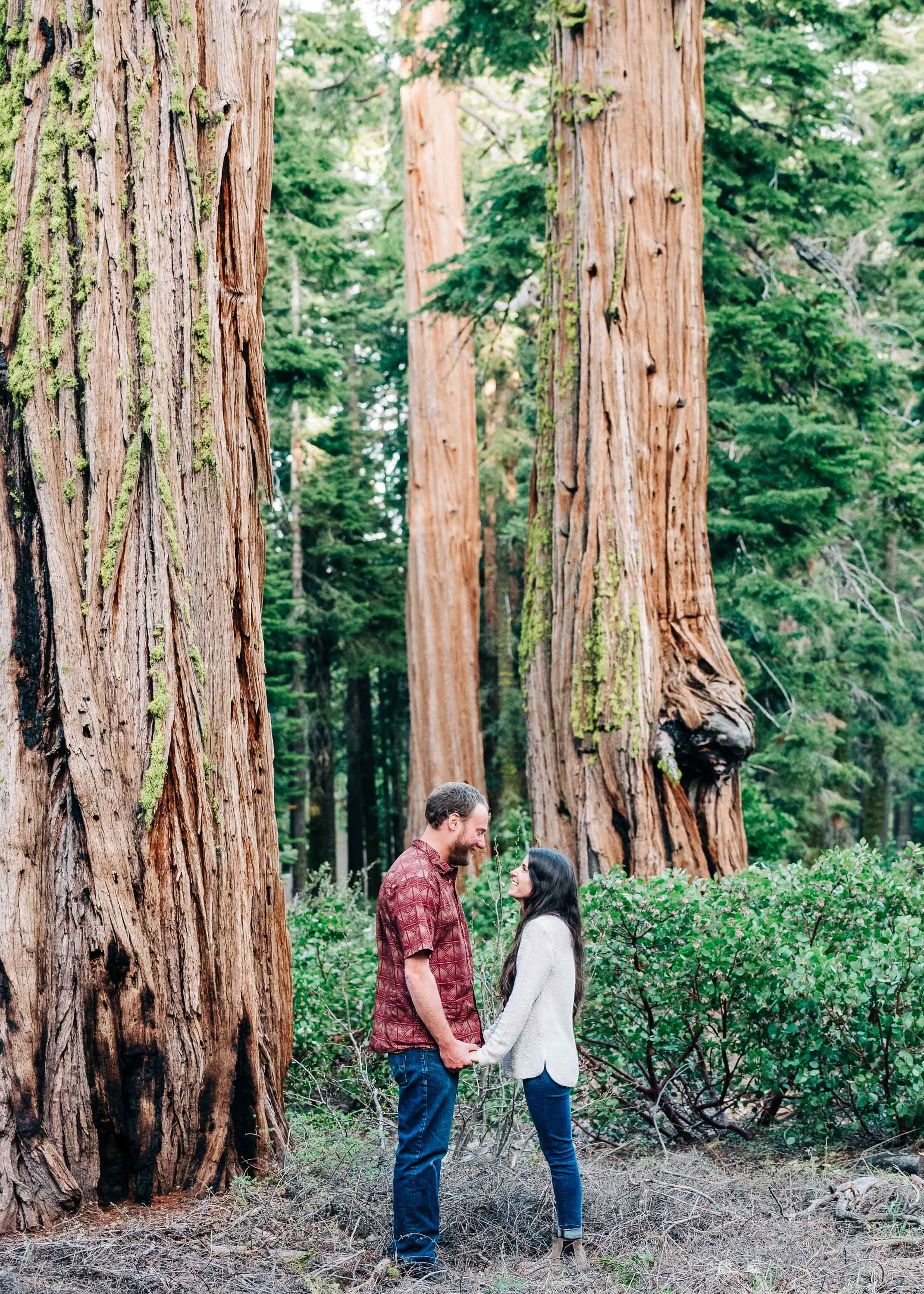 Redwood Engagement Session in Tahoe City