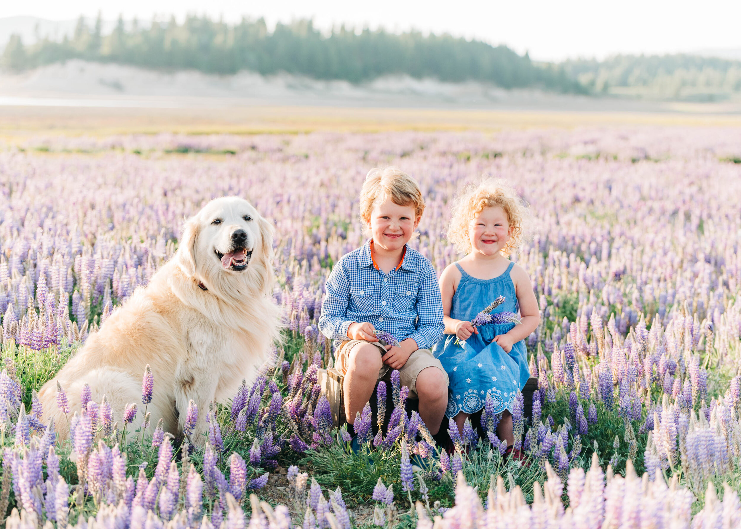 Lupine Wildflowers in Truckee, Lifestyle Family Photography by Kelli Price Photography