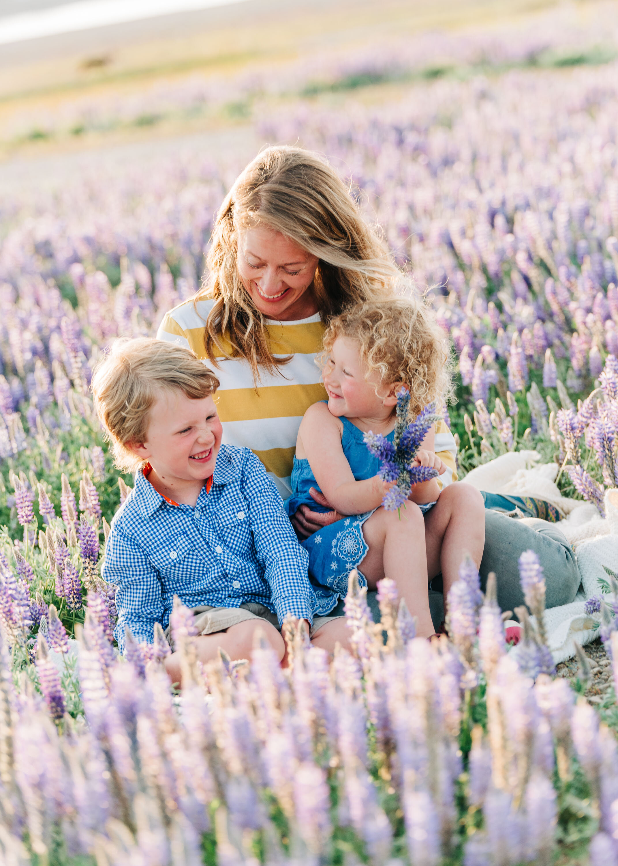 Lupine Wildflowers in Truckee, Truckee Photographer - Kelli Price Photography