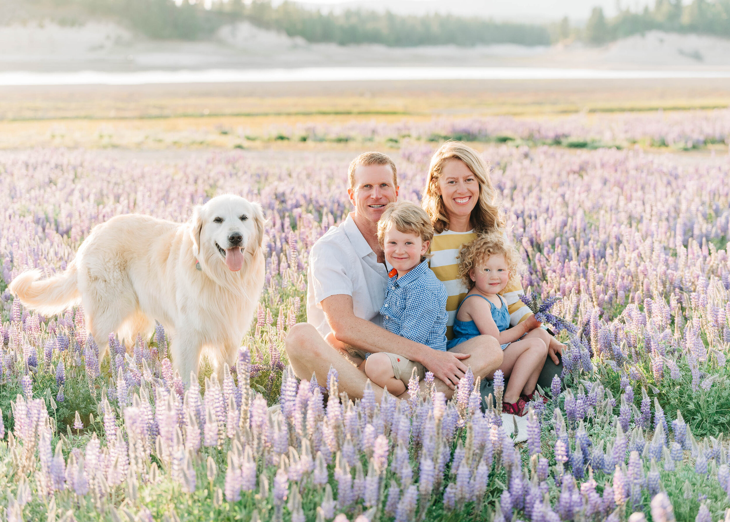 Lupine Wildflowers in Truckee, Lifestyle Family Photography by Kelli Price Photography