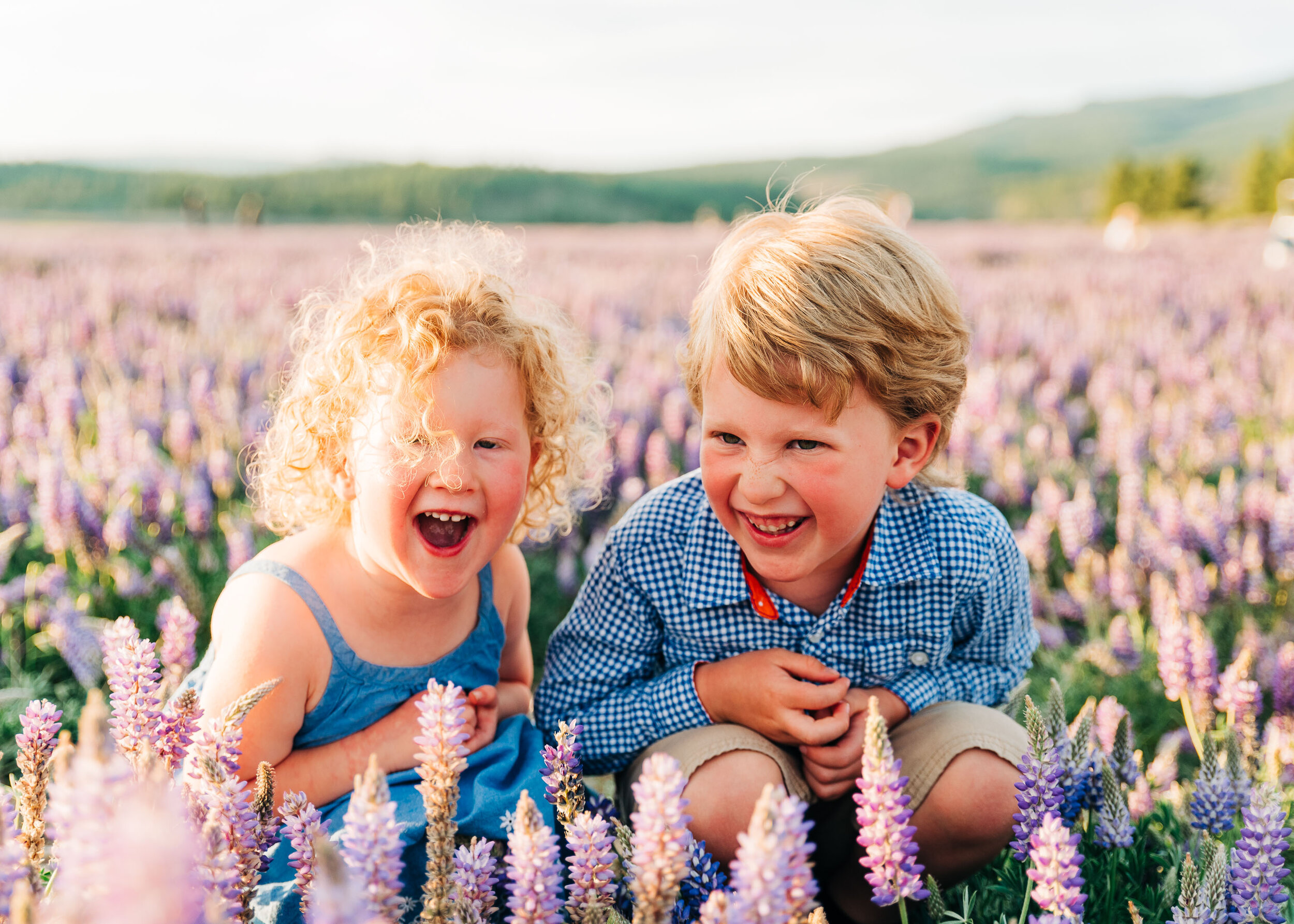 Lupine Wildflowers, Truckee Love Photos by Kelli Price Photography 