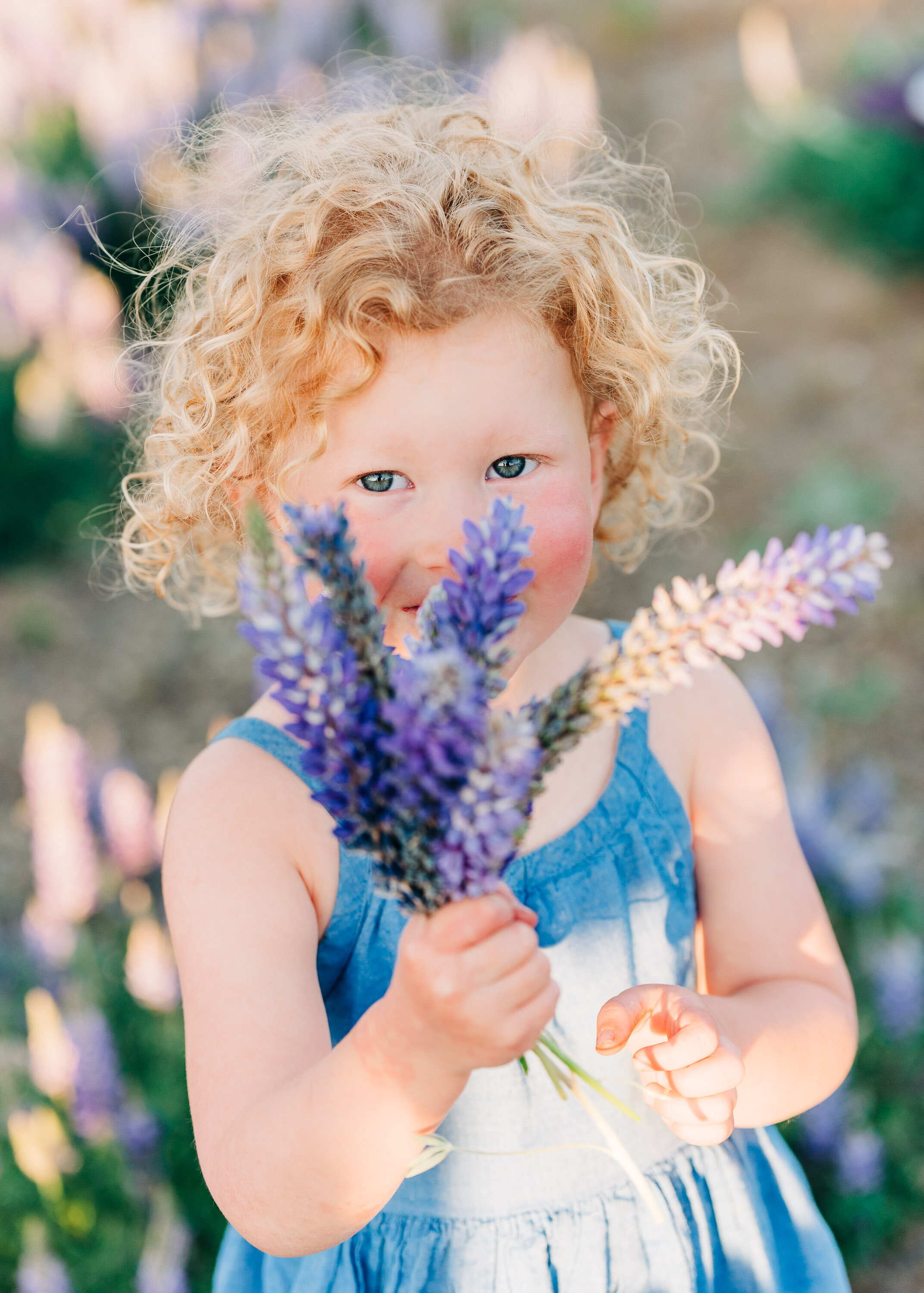 Lupine Wildflowers in Truckee, Maternity Photography Blog