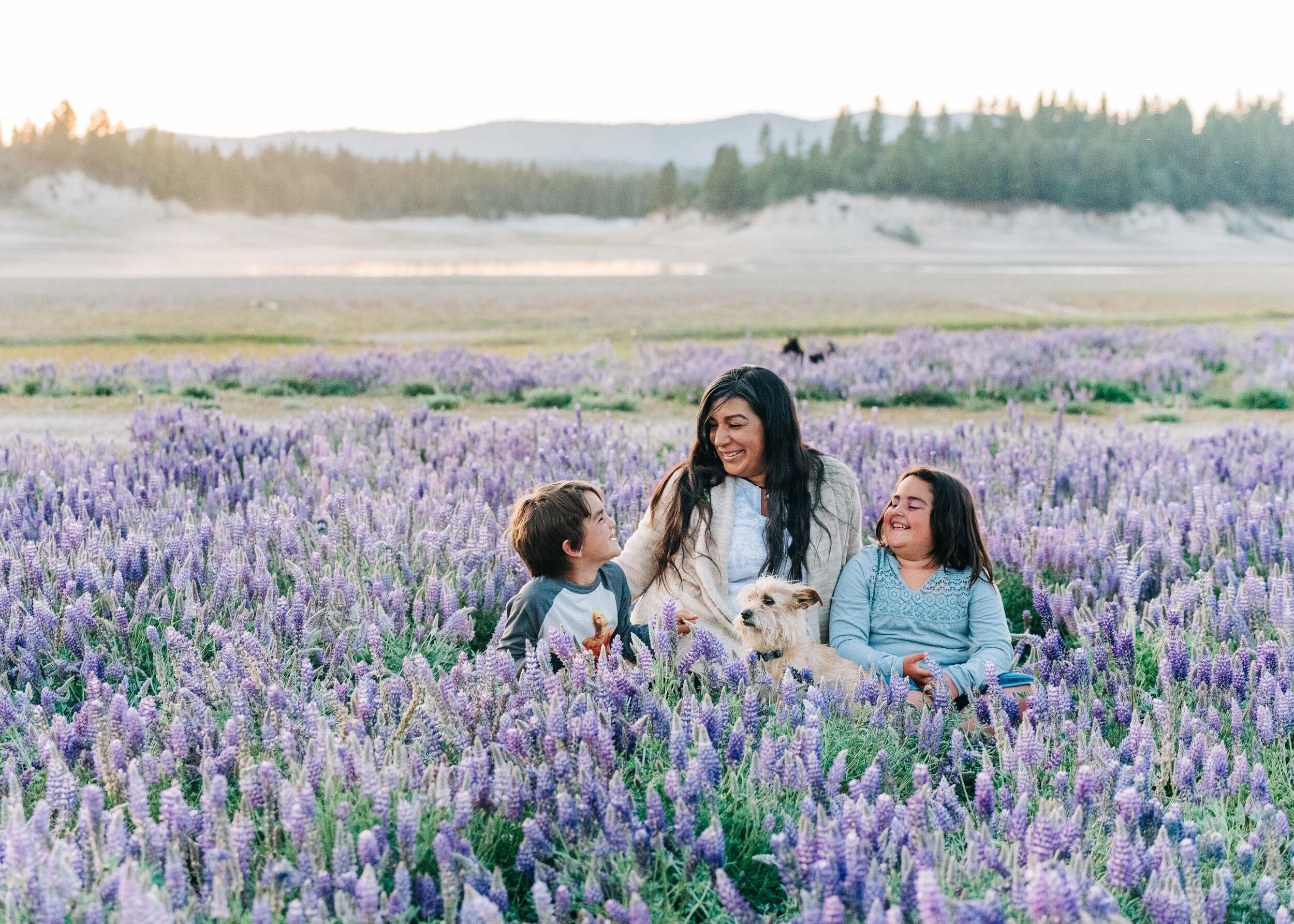 Lupine Wildflowers in Truckee, Lifestyle Photographer - Kelli Price Photography