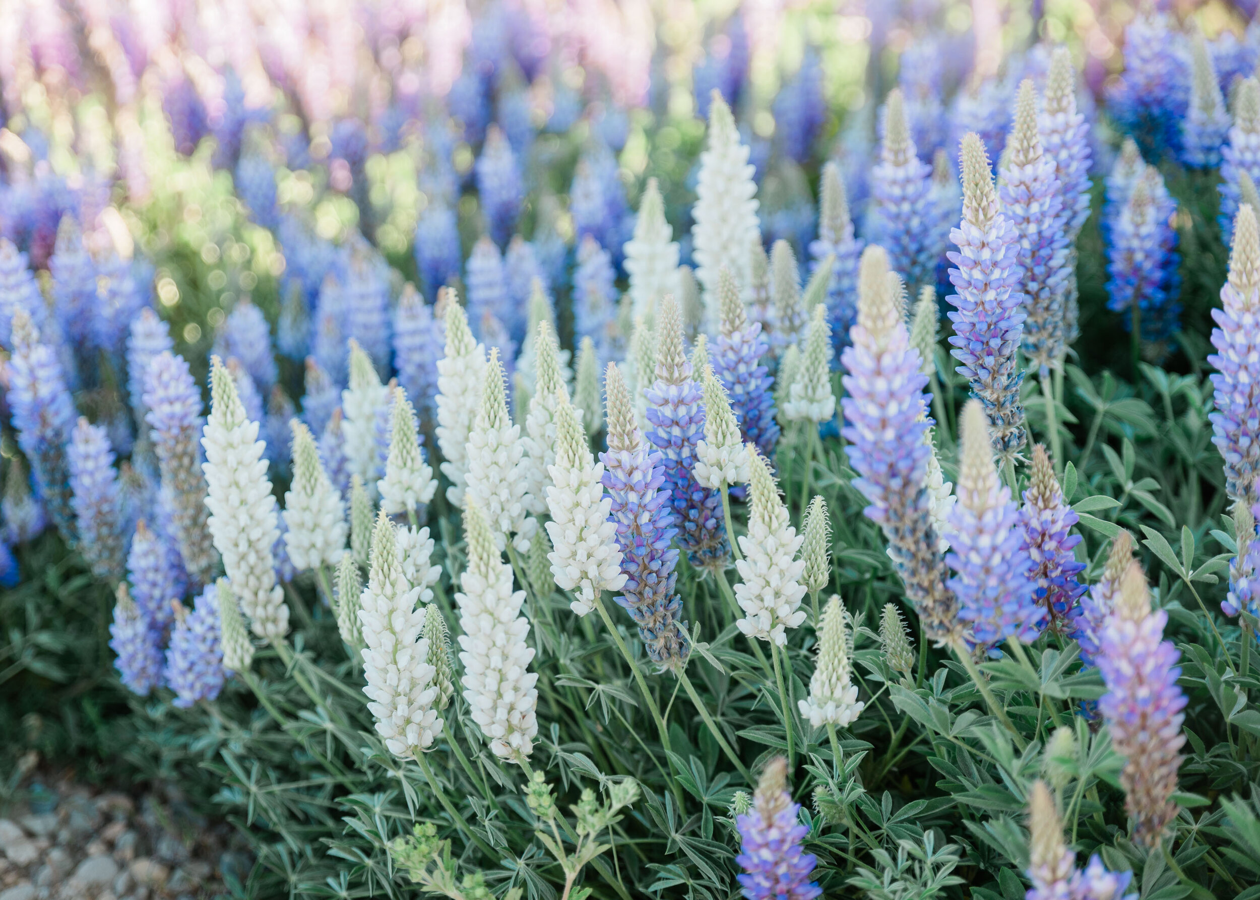 Lupine Wildflowers in Truckee, Engagement Photographers in Tahoe - Kelli Price Photography