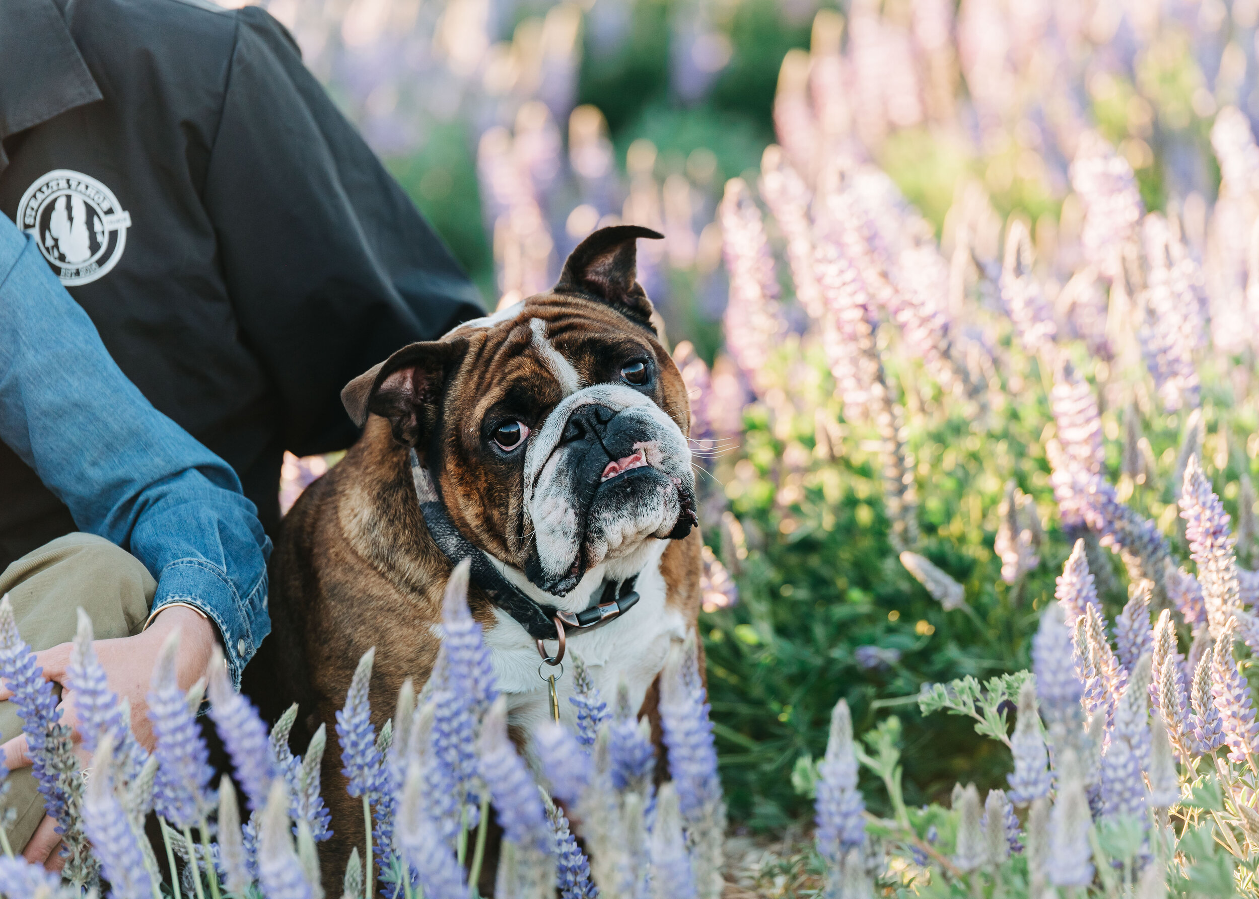 Wildflowers7_KelliPricePhotography_BocaCA_June20.jpg