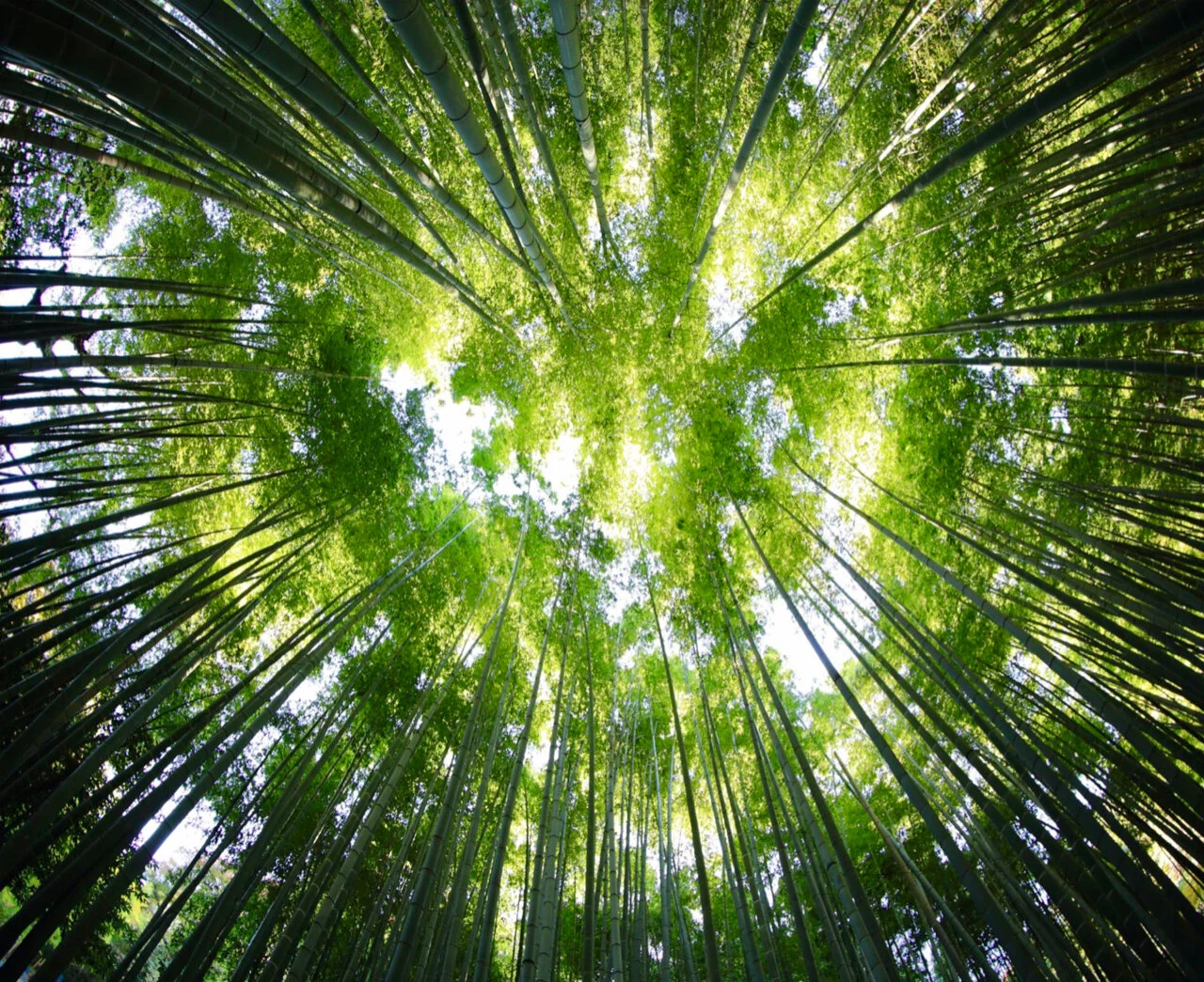 OUTsight/ Forest of Leaders