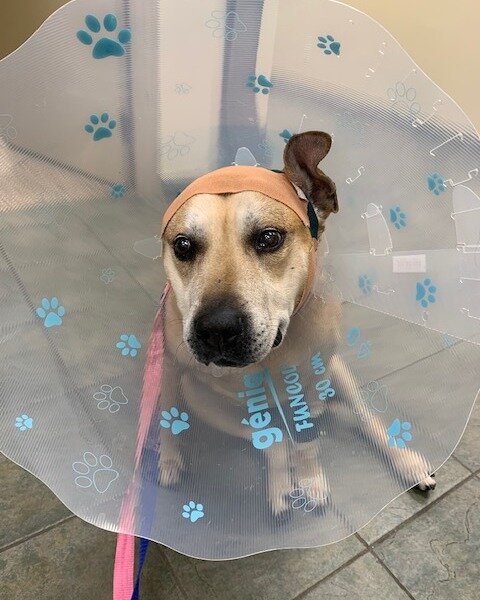 Have you heard of an aural hematoma?

Our friend Lucy can tell you all about it! An aural hematoma is a blood-filled swelling on the ear flap, usually caused by repeated trauma (scratching or shaking of the ears). Lucy had surgery to drain the fluid 