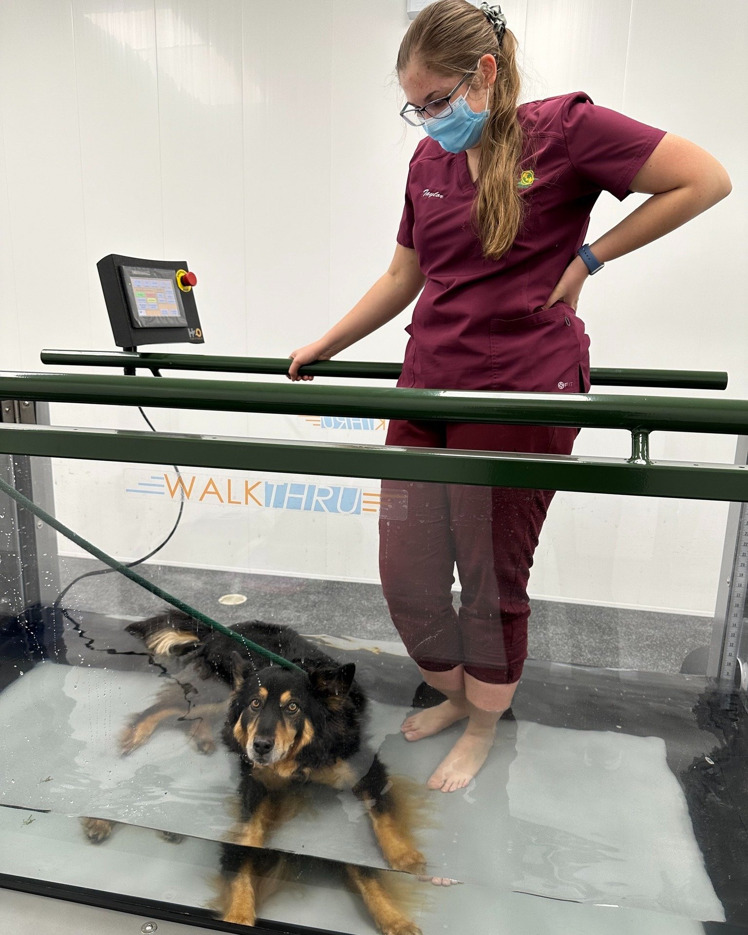 The day has come! Our water treadmill is up and running and so is @cosplaygus! 
With the guidance of our integrative medicine team, the water treadmill is a fantastic tool which can be used to build muscle post-operatively, for arthritic patients and