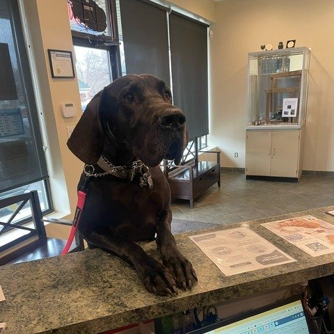 Angus came into the clinic to take advantage of our spring prevention promotion! Anytime the temperature is above 4 degrees Celsius, the ticks are out and active. Purchase 12 months of flea and tick prevention until the end of May and receive 10% off