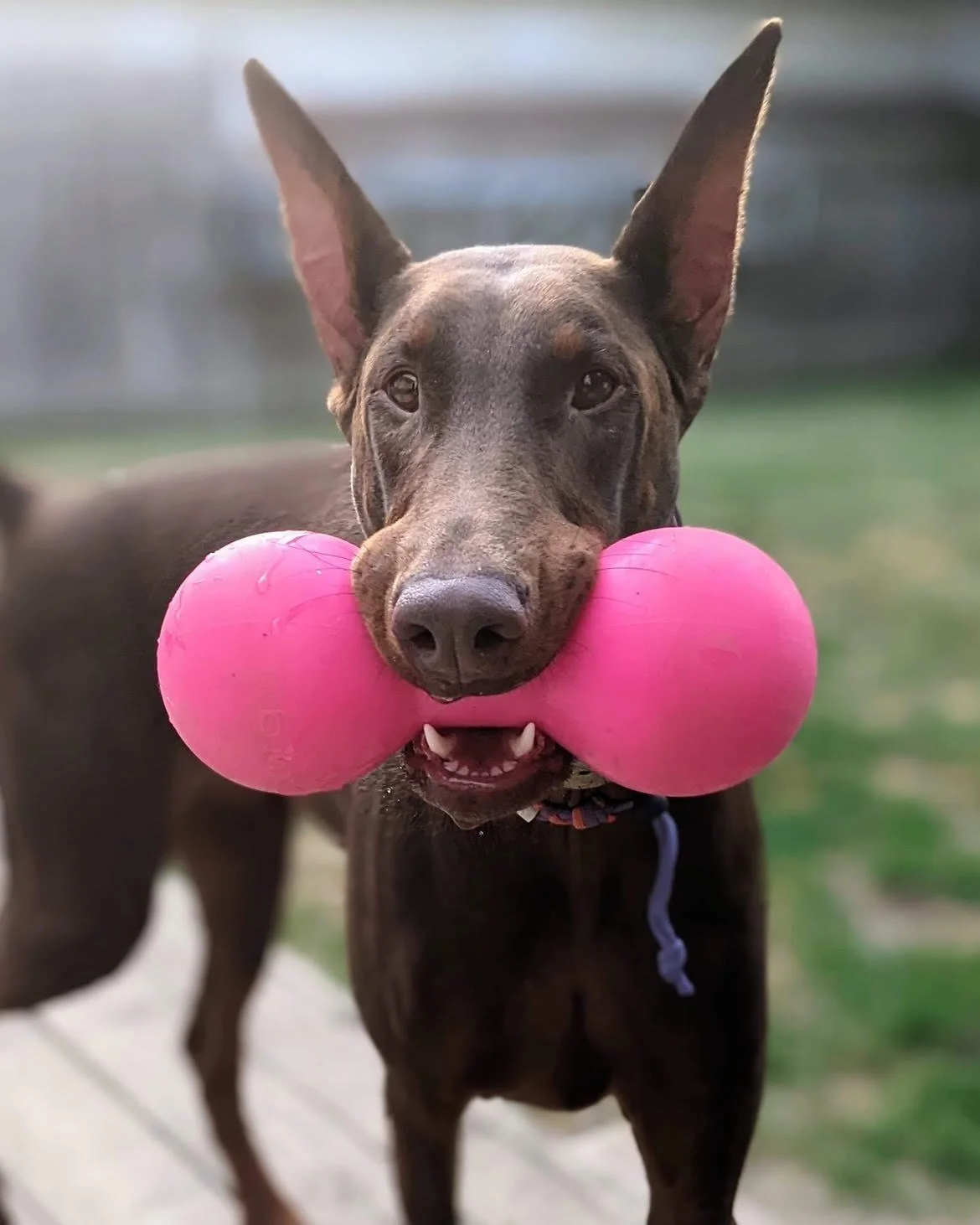 🐾 Pet Behind the Vet Staff 🐾

Meet Voodoo &ndash; our silly, sweet, and playful 5-year-old Doberman who belongs to our team member, Sarah! 💜

Voodoo is ball-obsessed 🎾 &ndash; from the moment she wakes up until bedtime, she almost always has one 