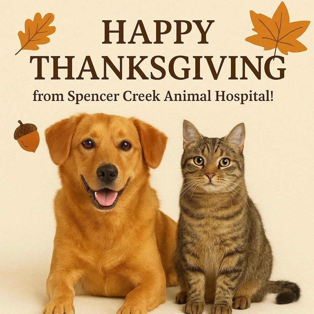 🦃🍂 Happy Thanksgiving from Spencer Creek Animal Hospital! 🍁🐾

We&rsquo;re so thankful for our wonderful clients and their amazing pets &mdash; you&rsquo;re the heart of everything we do! 💛

Our team will be closed on Monday, October 14th to cele