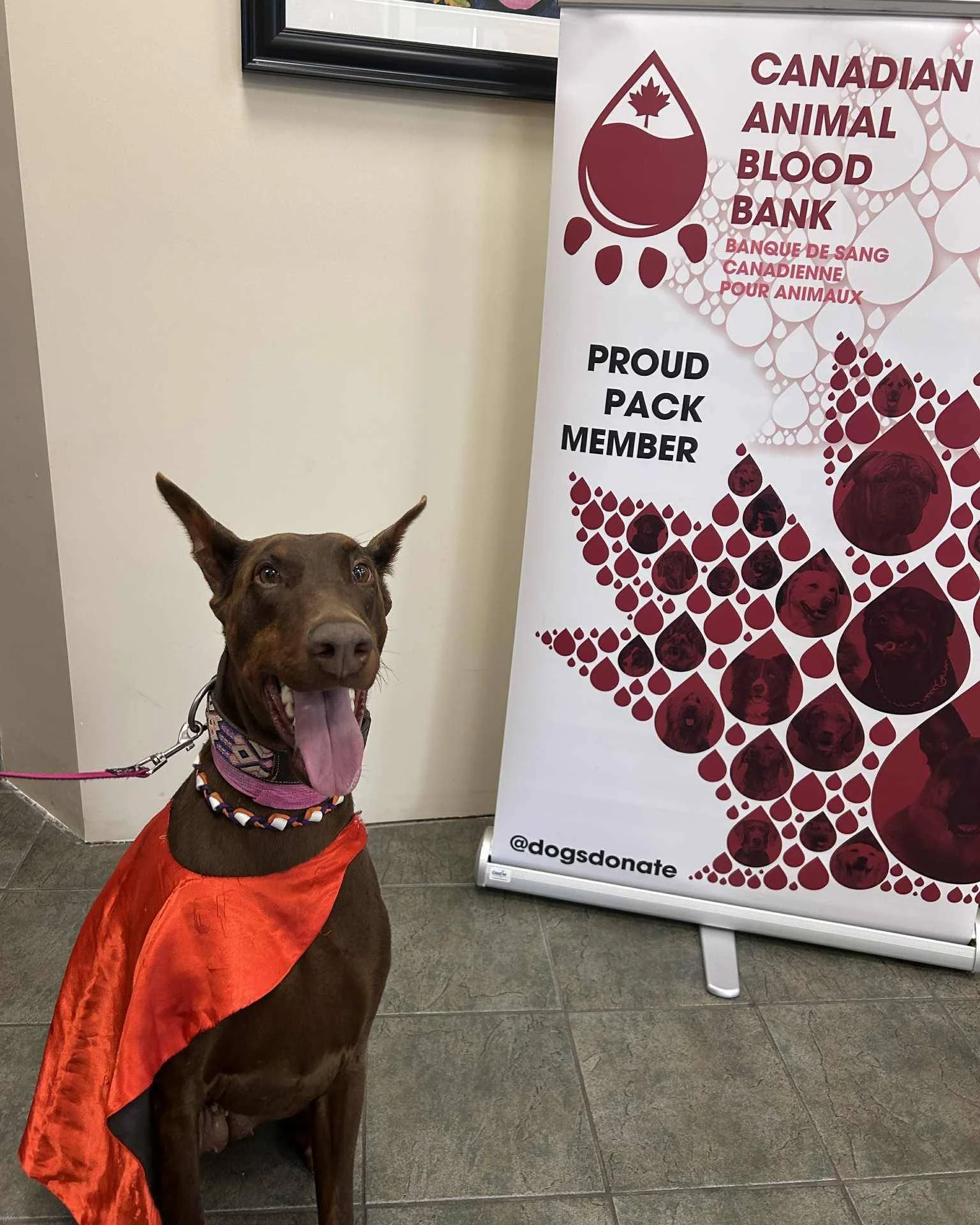 🐾 Be a Hero &ndash; Become a Canine Blood Donor! 🐾

Did you know your dog could help save the lives of other pets in need? 💉❤️
Just like these amazing hero dogs, your pup could make a difference by becoming a blood donor.

📞 905-627-5510
📧 spenc