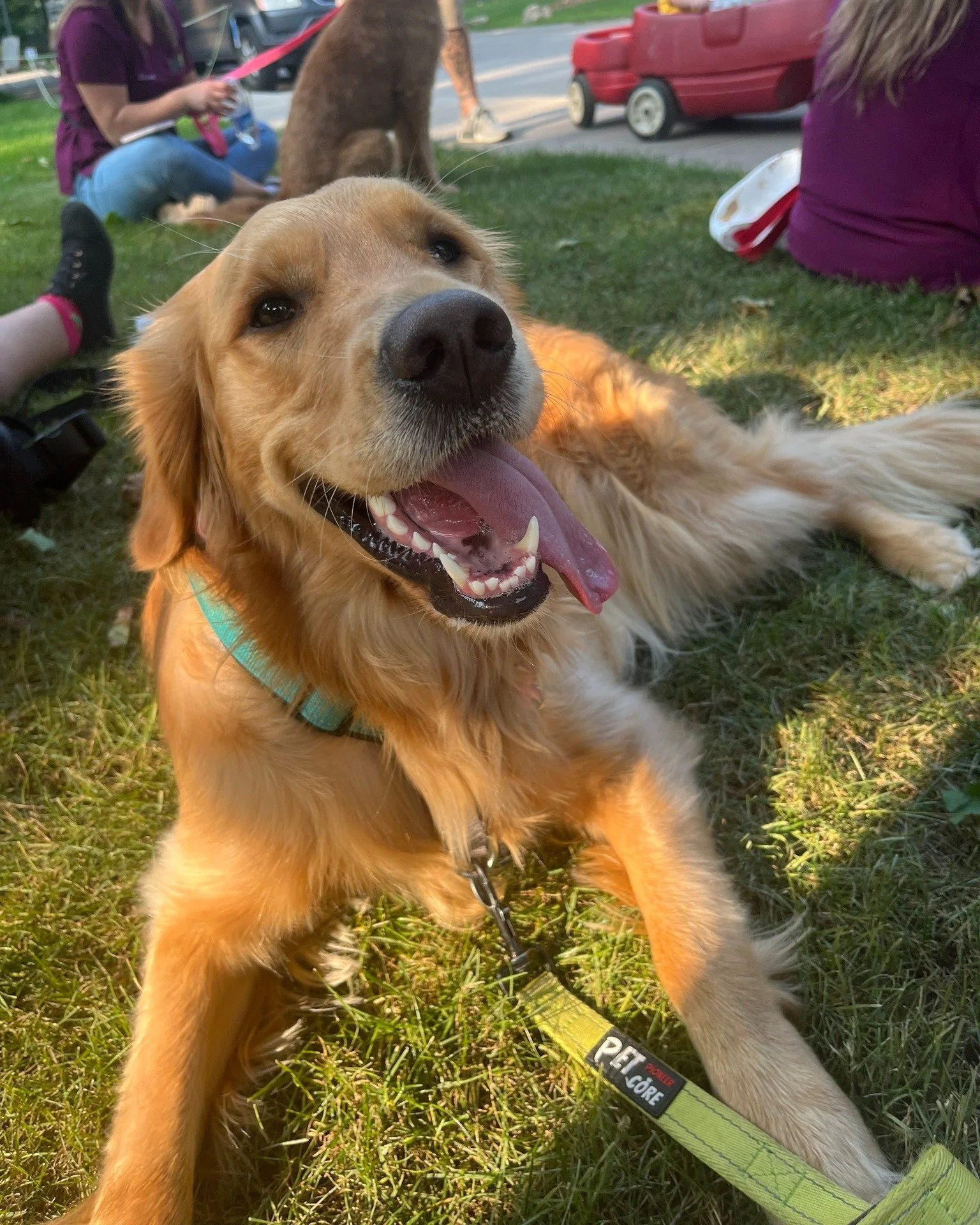 🐾 Pet Behind the Vet Staff 🐾

Meet Maggie &ndash; Emily&rsquo;s fun-loving 3-year-old Golden Retriever! 🌞💛

Maggie loves to spend every minute soaking up the great outdoors. If she&rsquo;s not sunbathing, you&rsquo;ll find her on a mission &mdash