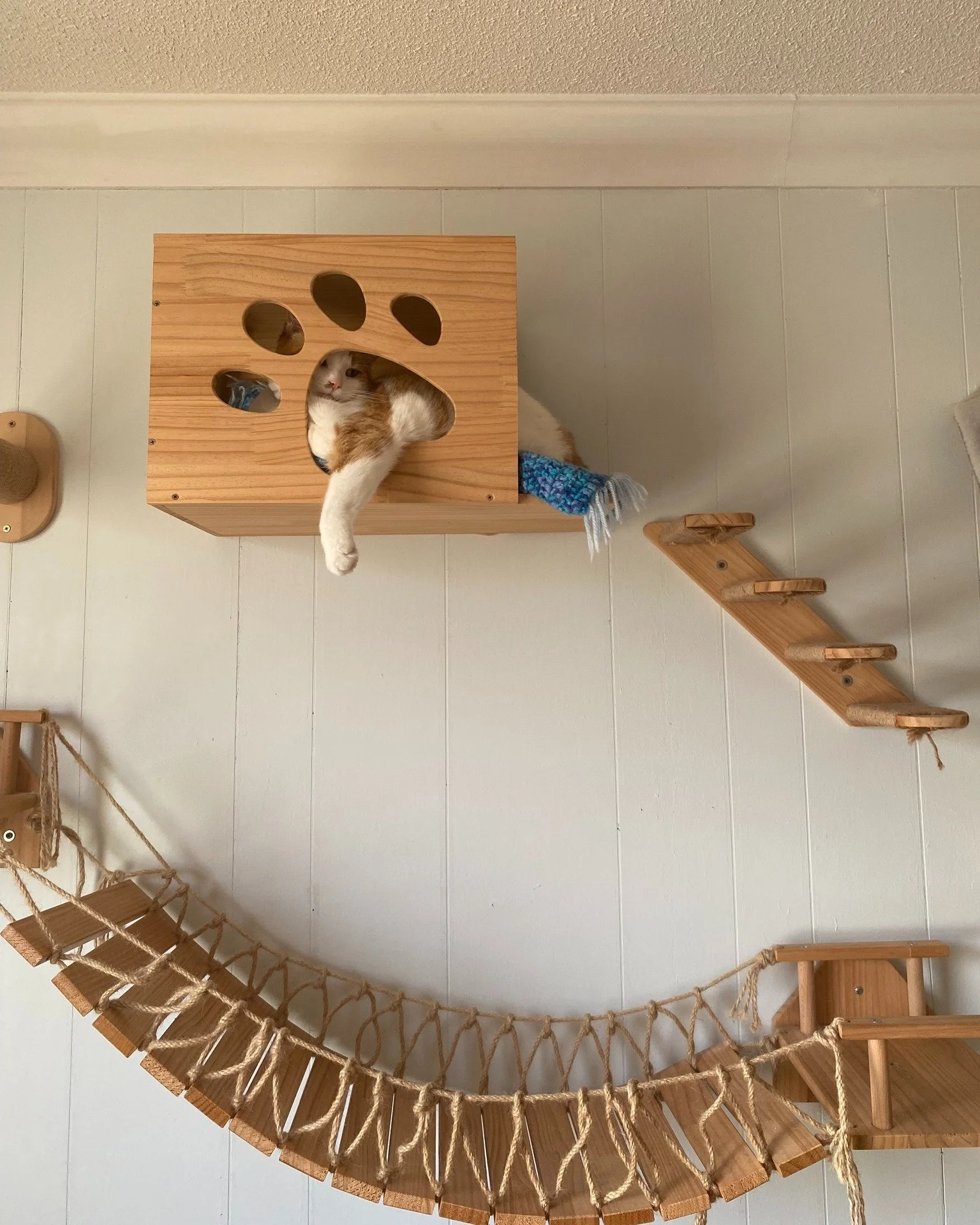 🐾 Pet Behind the Vet Staff 🐾

Hi! I&rsquo;m Peppermint Patty Patches P. Paterson&hellip; but my friends just call me Patty. 🐱🧡
I belong to Taylor, and I&rsquo;ve been living my best food-motivated orange-cat life for the past 7 years.

I started 