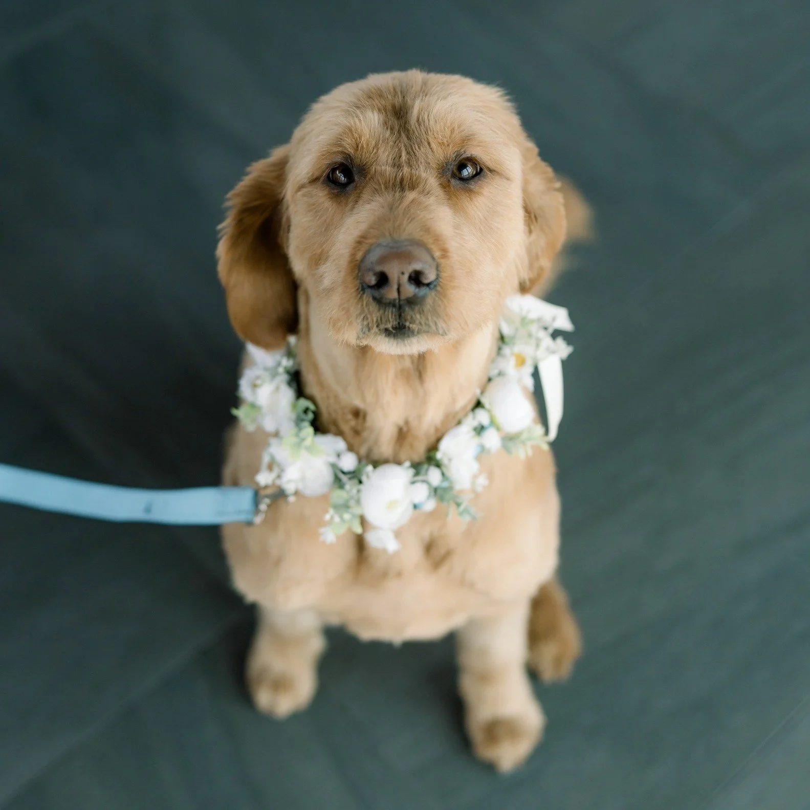 🐾 Pet Behind the Vet Staff 🐾

Meet Suzie &ndash; the 5-year-old Golden Retriever cross who belongs to Sharisse. 💛

Her mom may be a little biased, but truly, there&rsquo;s no one quite like Suzie. She&rsquo;s the kind of dog who just &ldquo;gets i