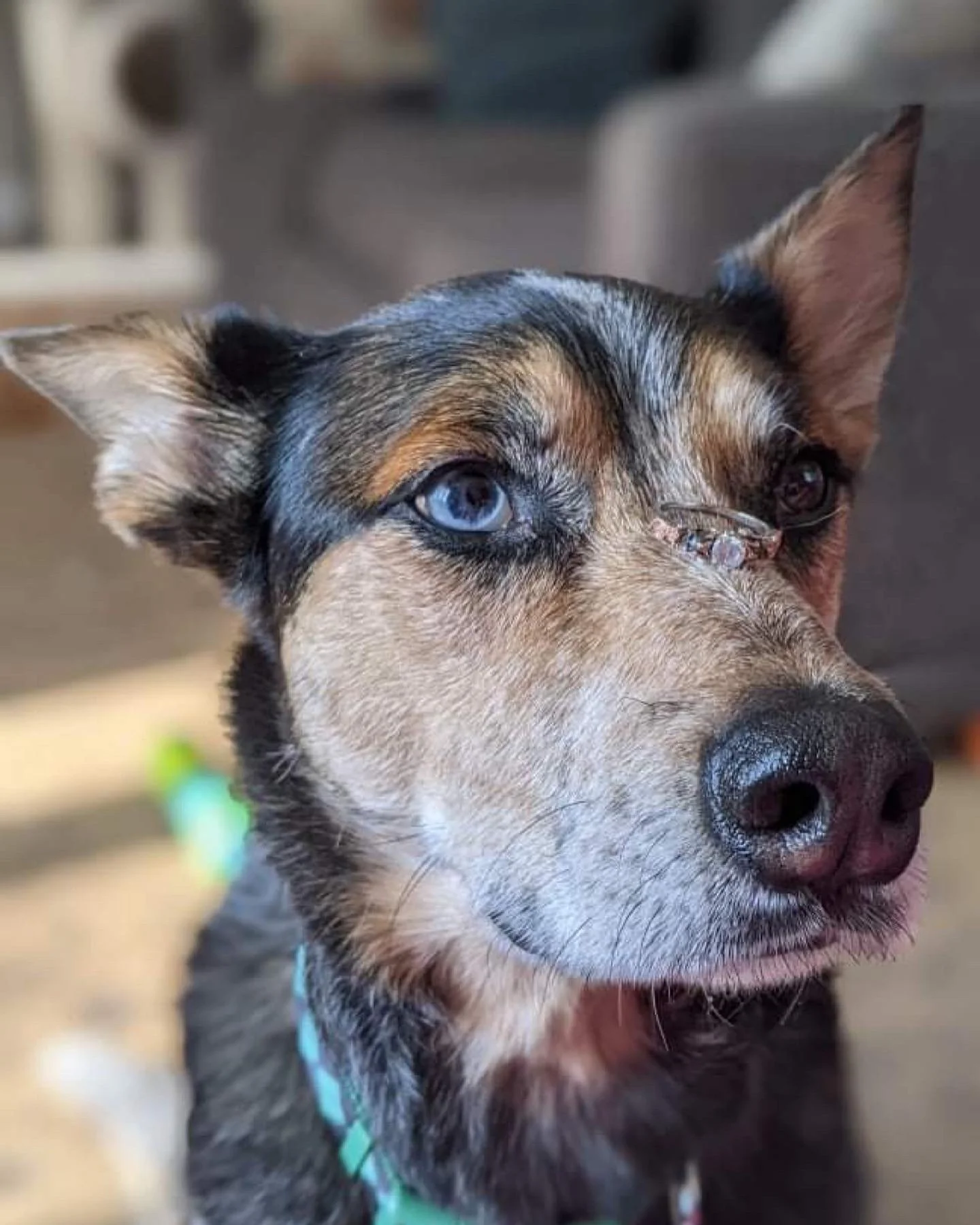 Pet Behind the Vet Staff 

Meet Merlin &ndash; the 11-year-old Australian Cattle Dog &times; Husky mix who belongs to Sarah. 
At 5 months old, Merlin was rescued from an abusive situation and came to Sarah as a short-term emergency foster. After only