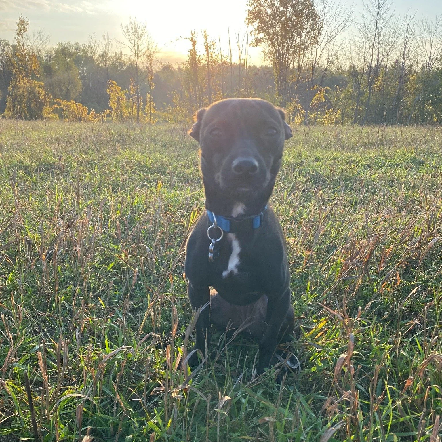 This is Minnie or &quot;Minnie Mouse&quot;. 

She was an abused Texas chihuahua mix rescue that was foster failed by Taylor and her partner, Ben, as soon as she walked through the door. She has always been a loving, sweet girl with no angry bone in h
