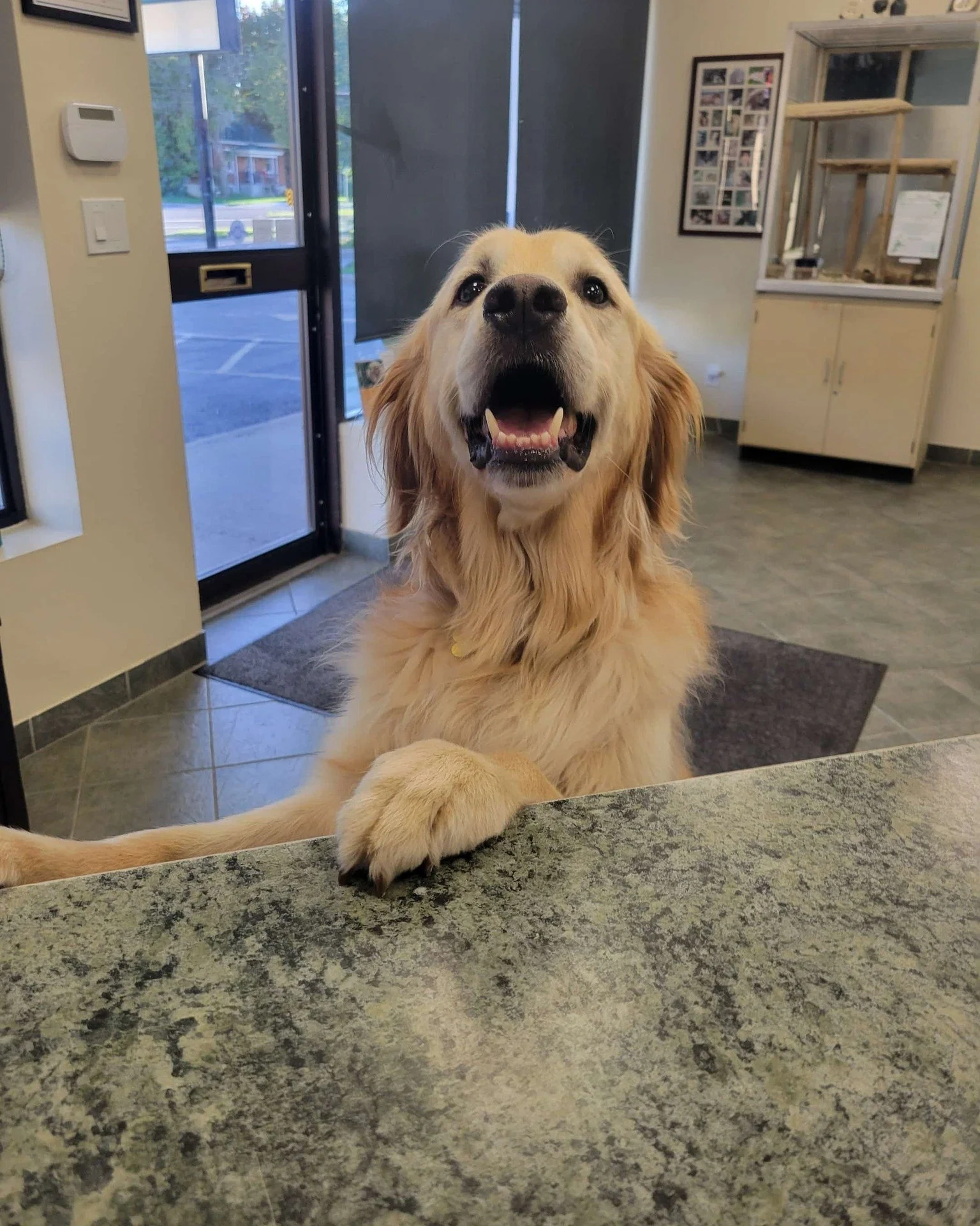 Meet Jonesy &ndash; Amanda&rsquo;s lovable 6-year-old Golden Retriever!

Jonesy is fluffy, goofy, and absolutely convinced that sticks are nature&rsquo;s greatest gift (though Amanda might disagree&hellip; especially when it comes to the late-night c