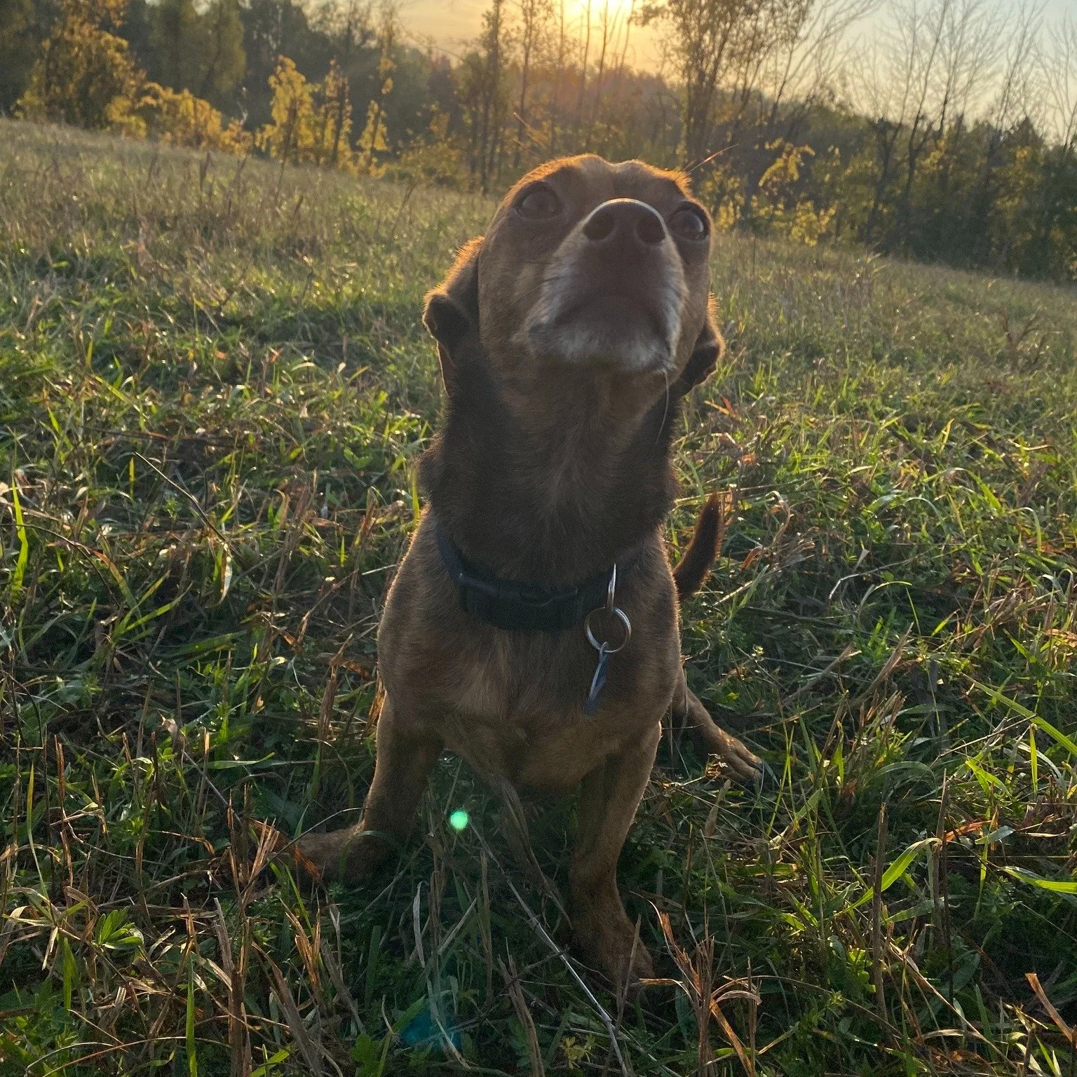 This is Monty. Taylor and her partner, Ben's, other dog!

Monty is a 5 year old chihuahua X dachshund. He has the full attitude of both breeds including the guilt tripping look when one of his parents aren't petting him. 

He is his parents biggest L