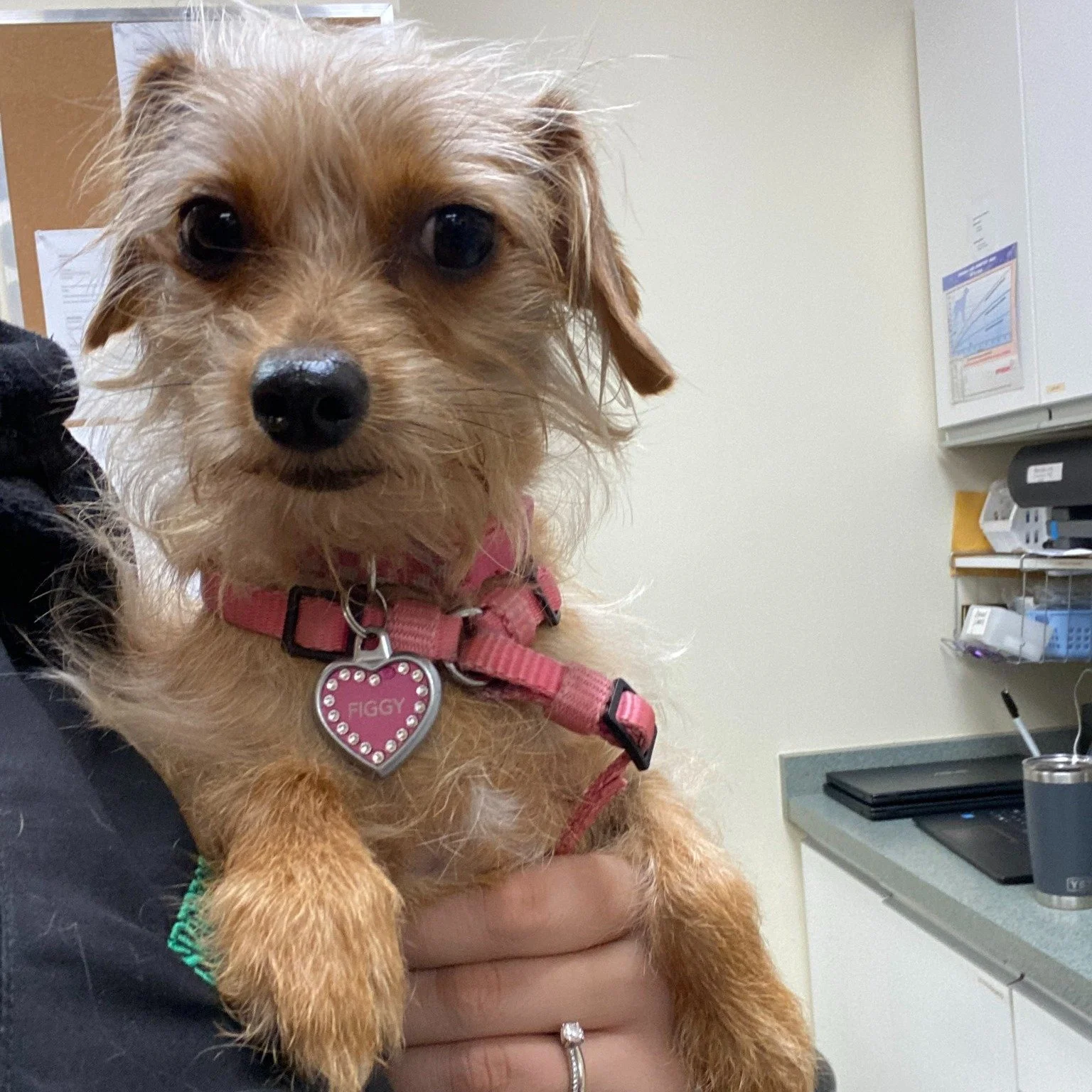 Figgy is a 3 year old Chihuahua x Yorkie x Dachshund mix. Try saying that 10x fast! Figgy is always a model pet-itizen when she comes to our clinic. 

She was recently at Spencer Creek Animal Hospital for her annual exam and vaccine appointment. She 