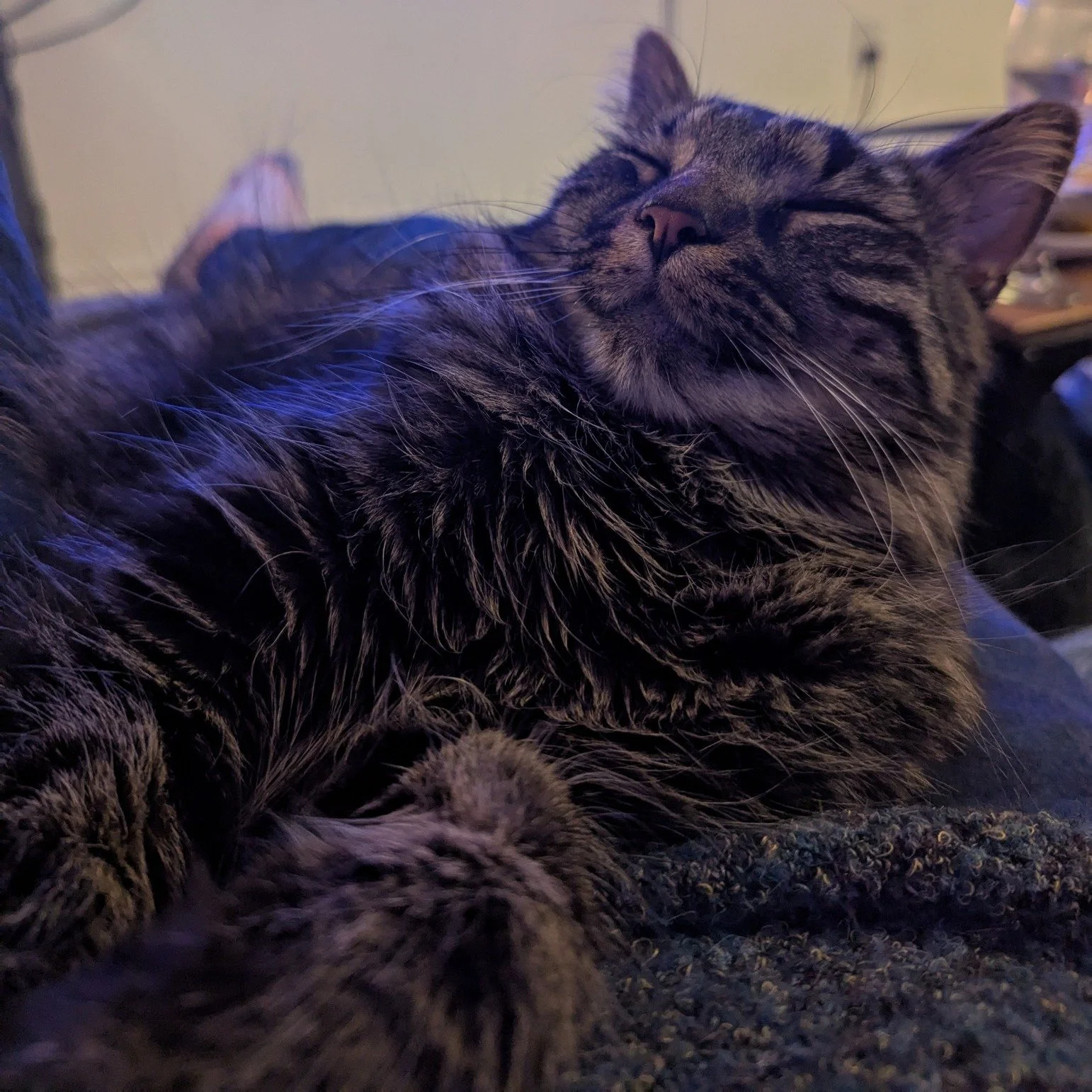 This is Peregrine, he is Mikaela's fluffy and cuddle loving 3-year old kitty. 

He was brought home when he failed at being a clinic cat at 6 months old on account of chewing all the for sale food bags (which he still does but now only at home). 

He
