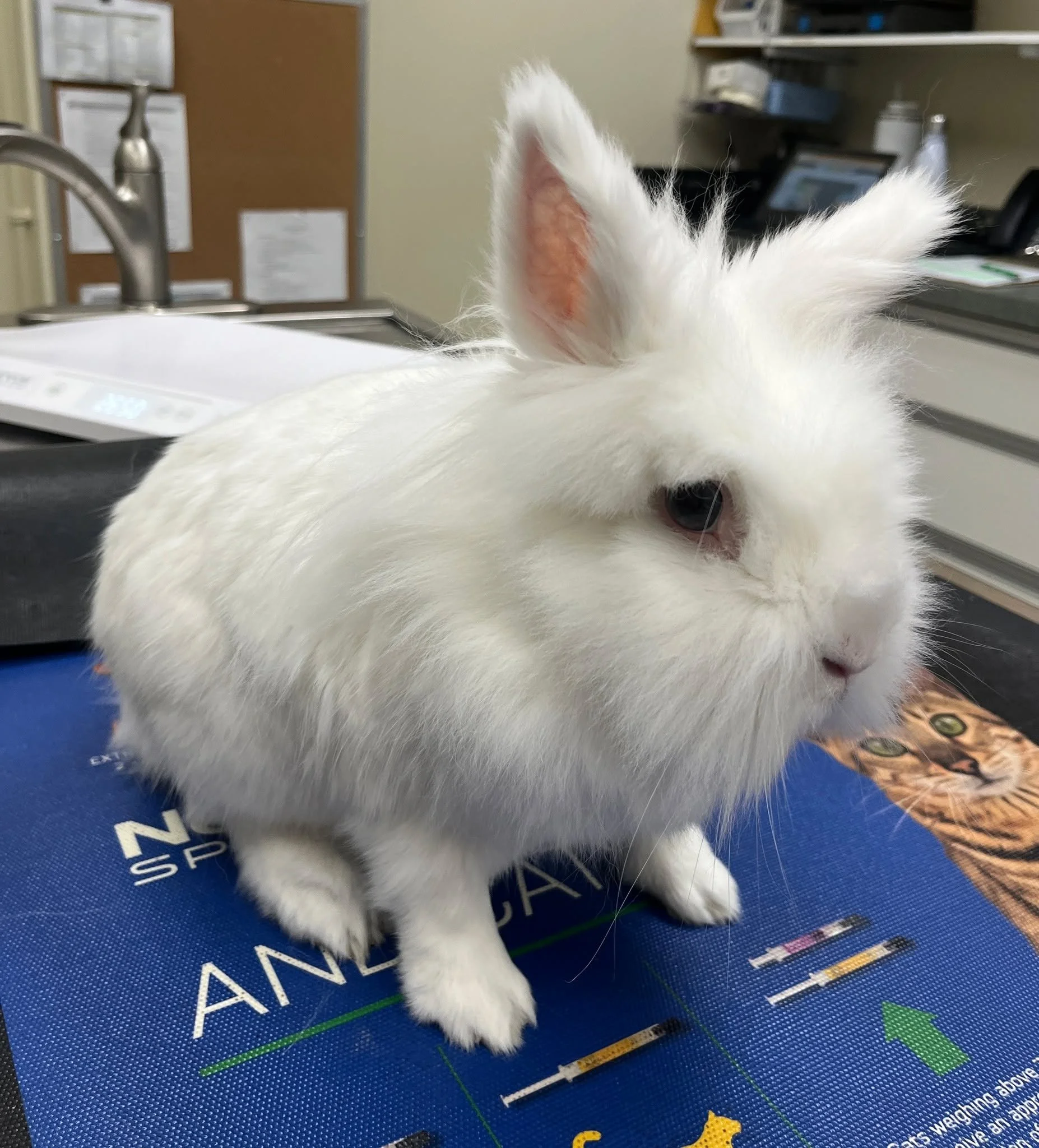 This is SNOW! Did you guess his name? 

We see many different species of patients at Spencer Creek Animal Hospital including but not limited to cats, dogs, small mammals (including bunnies like snow, guinea pigs, hamsters, rats) and reptiles (such as