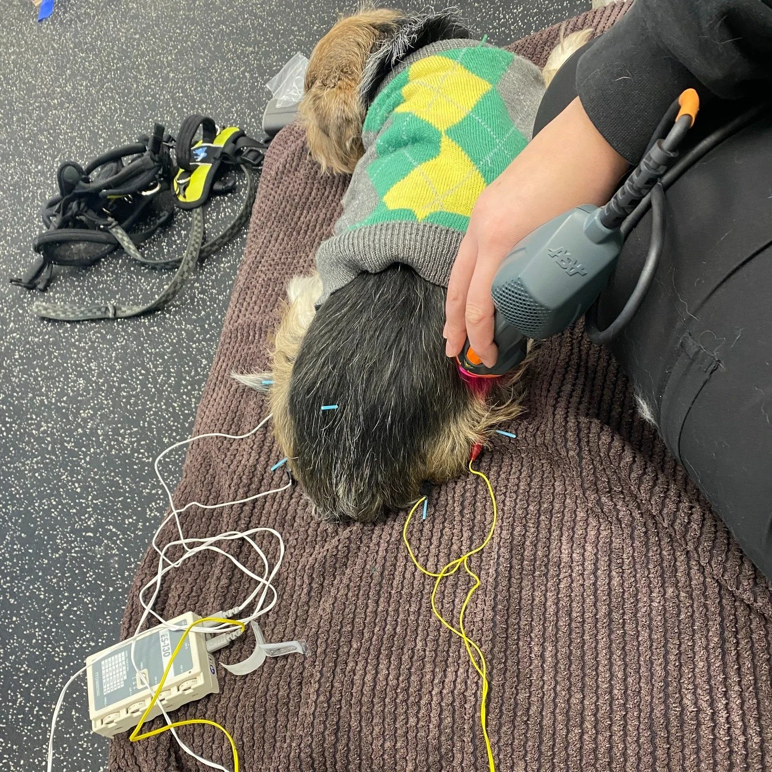 Meet Jasper, a longtime patient who has truly made electroacupuncture part of his wellness routine. He visits every 4&ndash;5 weeks for follow‑up treatments, and without fail, he settles in so comfortably that he falls asleep partway through his sess