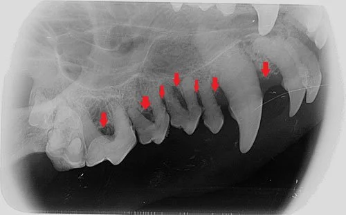 Anesthesia-free dental cleaning is the removal of visible tartar with hand instruments on an awake pet. 

They are purely cosmetic and can be painful and dangerous. They do nothing to help the diseased tissue and pain from periodontal disease. Period