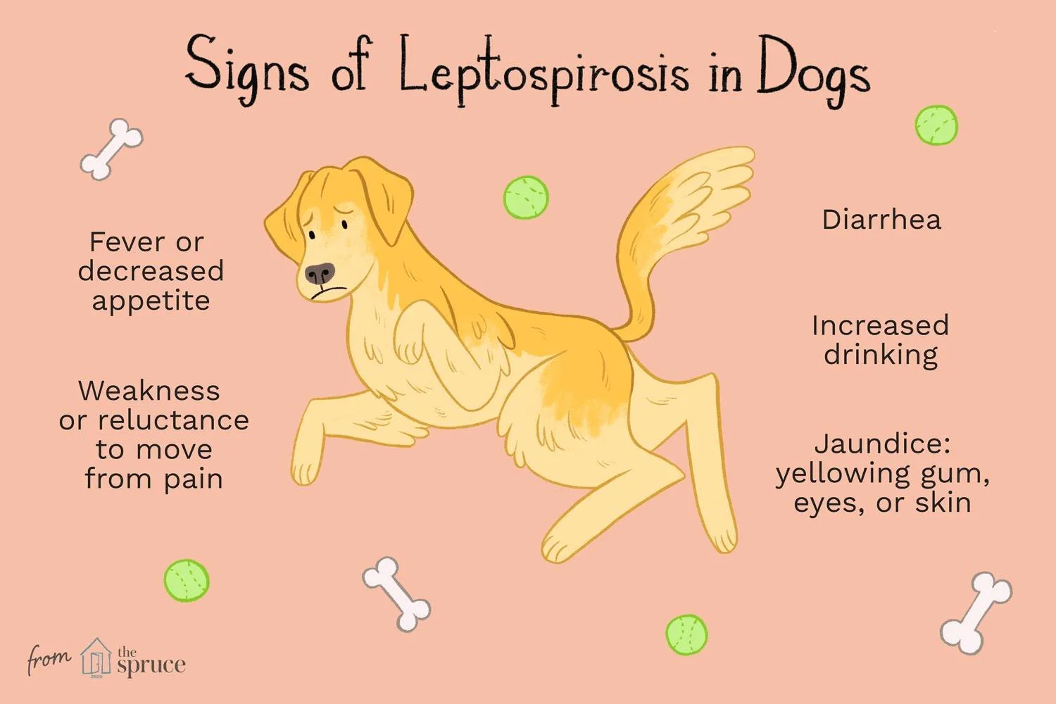 What is Leptospirosis? 

Leptospirosis is a bacterial disease that dogs can pick up from contaminated water, wildlife urine, or wet environments like puddles and ponds. Dogs who spend time outdoors, around standing water, or in areas with wildlife ar