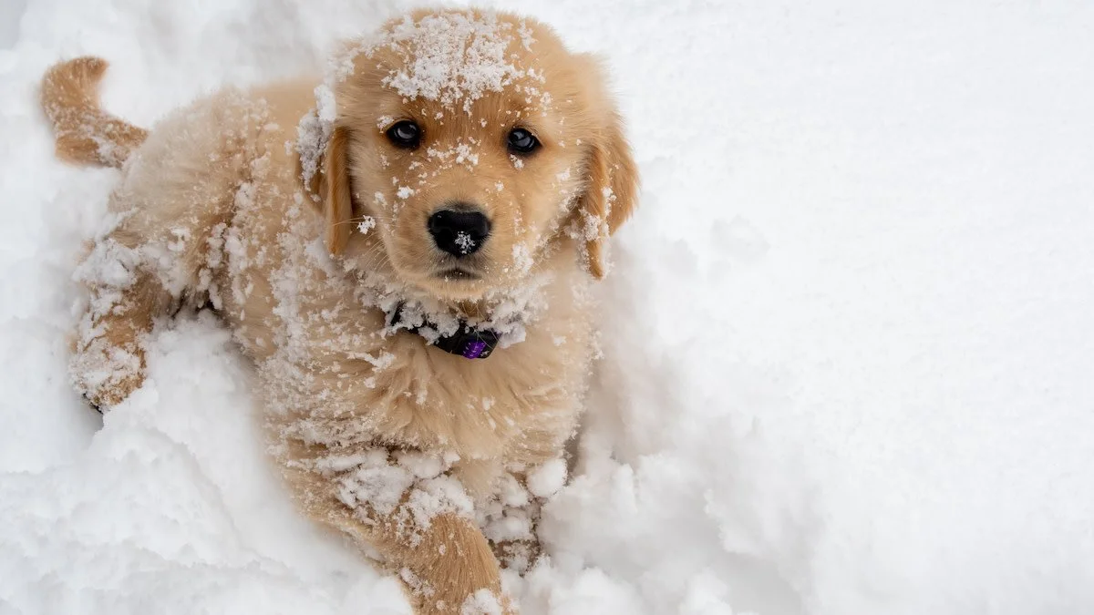 Snow Day Roll Call! 

We know many of your pets have been living their best winter lives the last couple months, and honestly&hellip; we want to see it! Whether they&rsquo;re bounding through drifts, catching snowflakes on their whiskers, or giving y